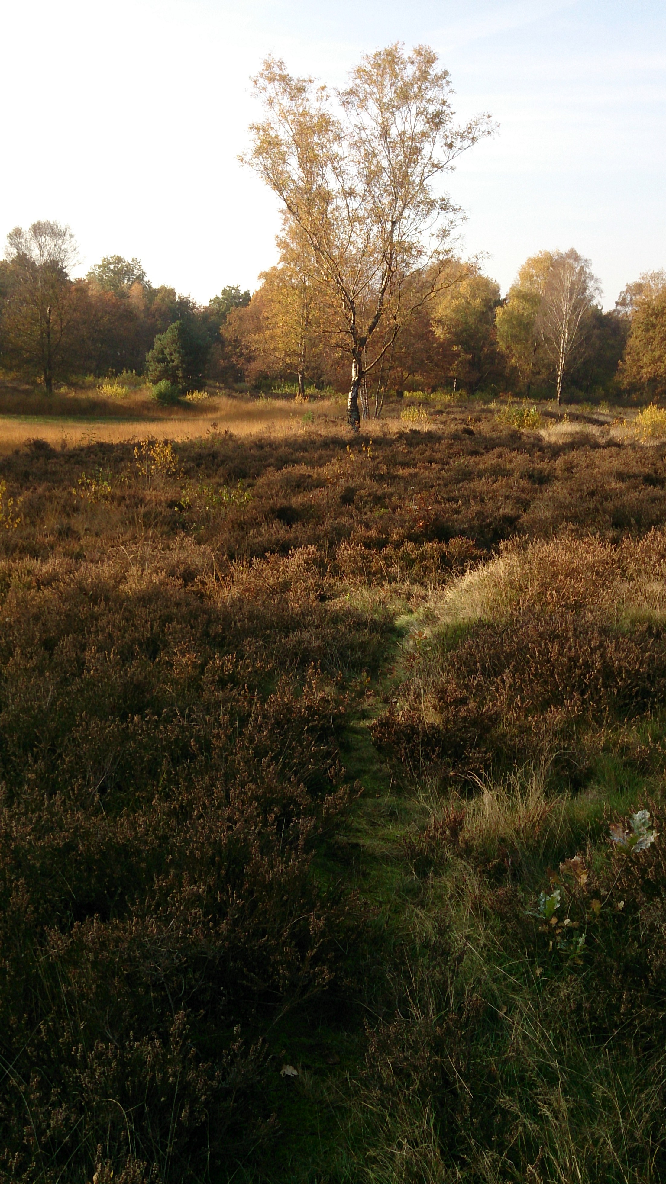 heide-herfst