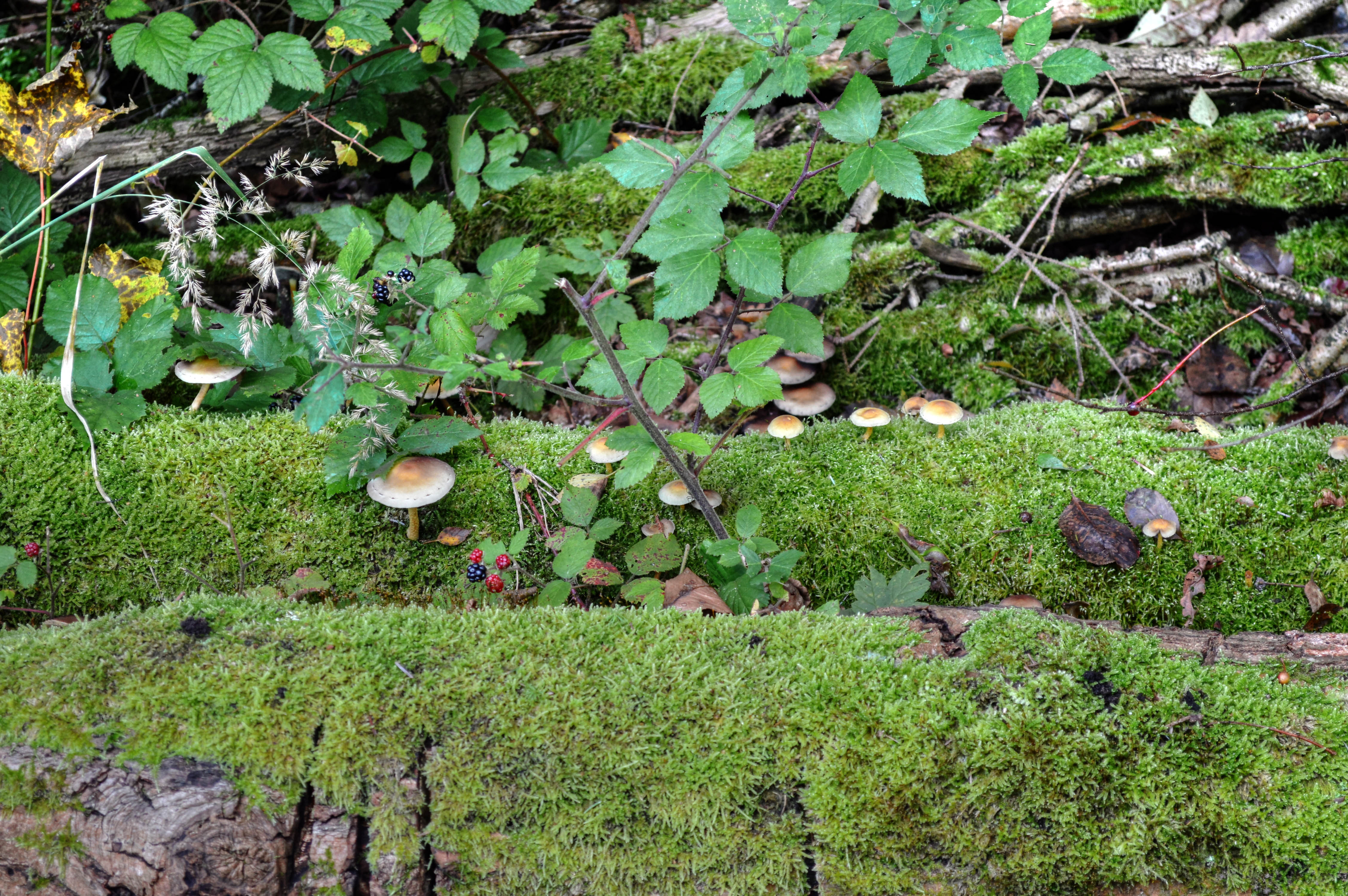 in-het-robbenoordbos
