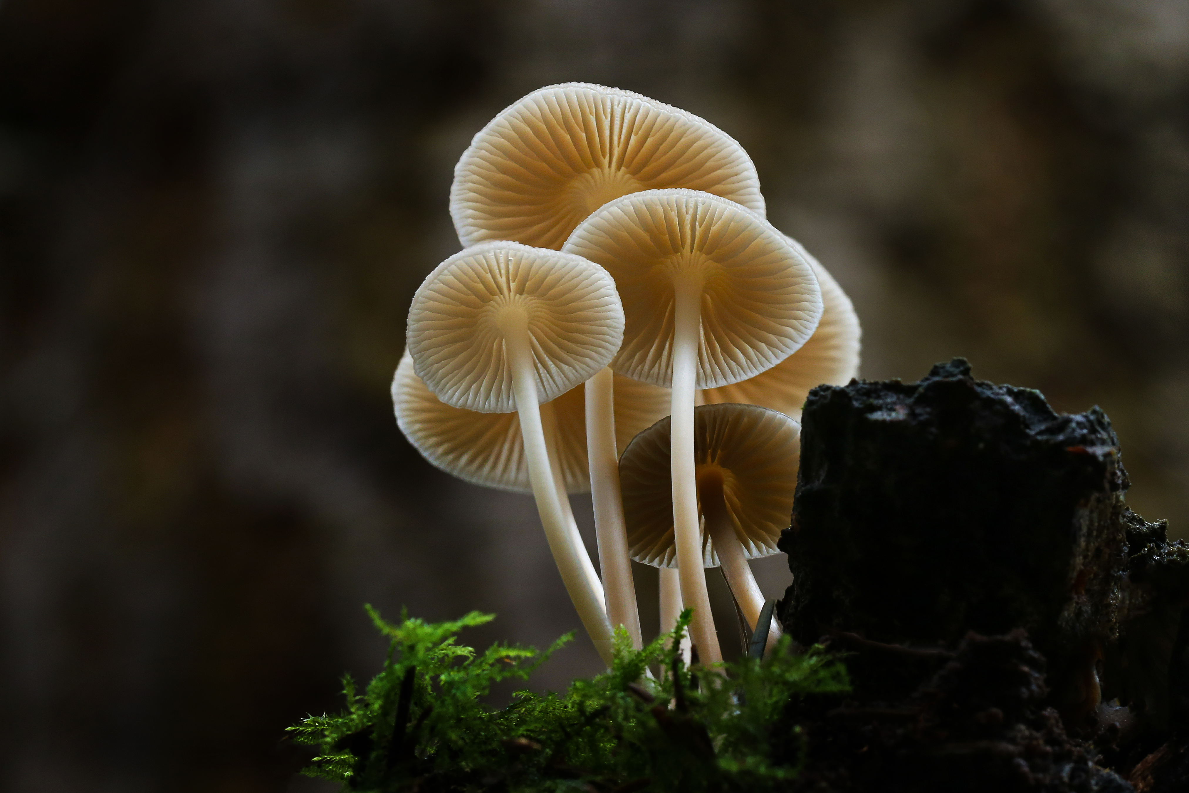 groepje-paddenstoelen-in-the-spotlight