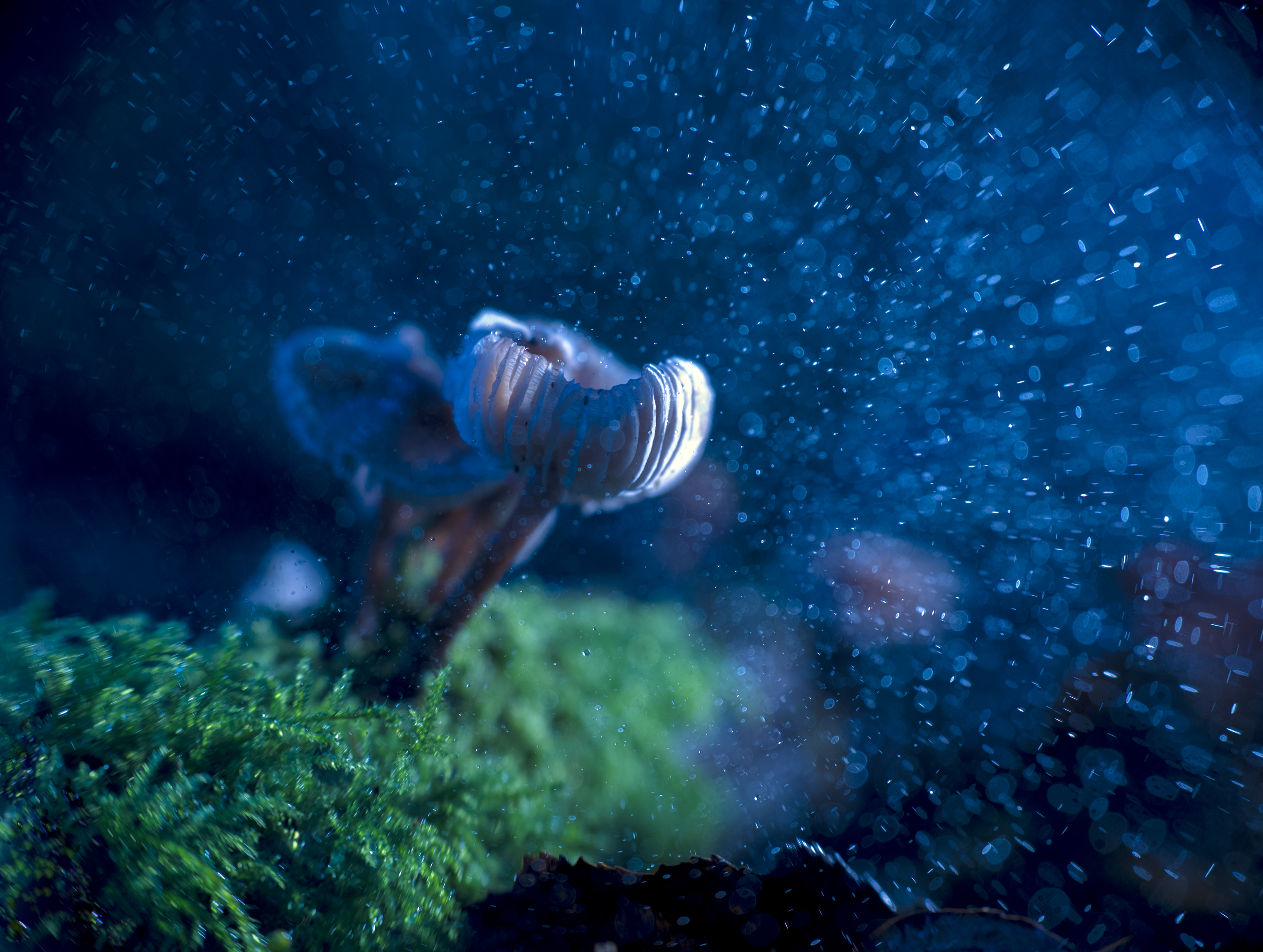 paddestoel-in-de-regen-1