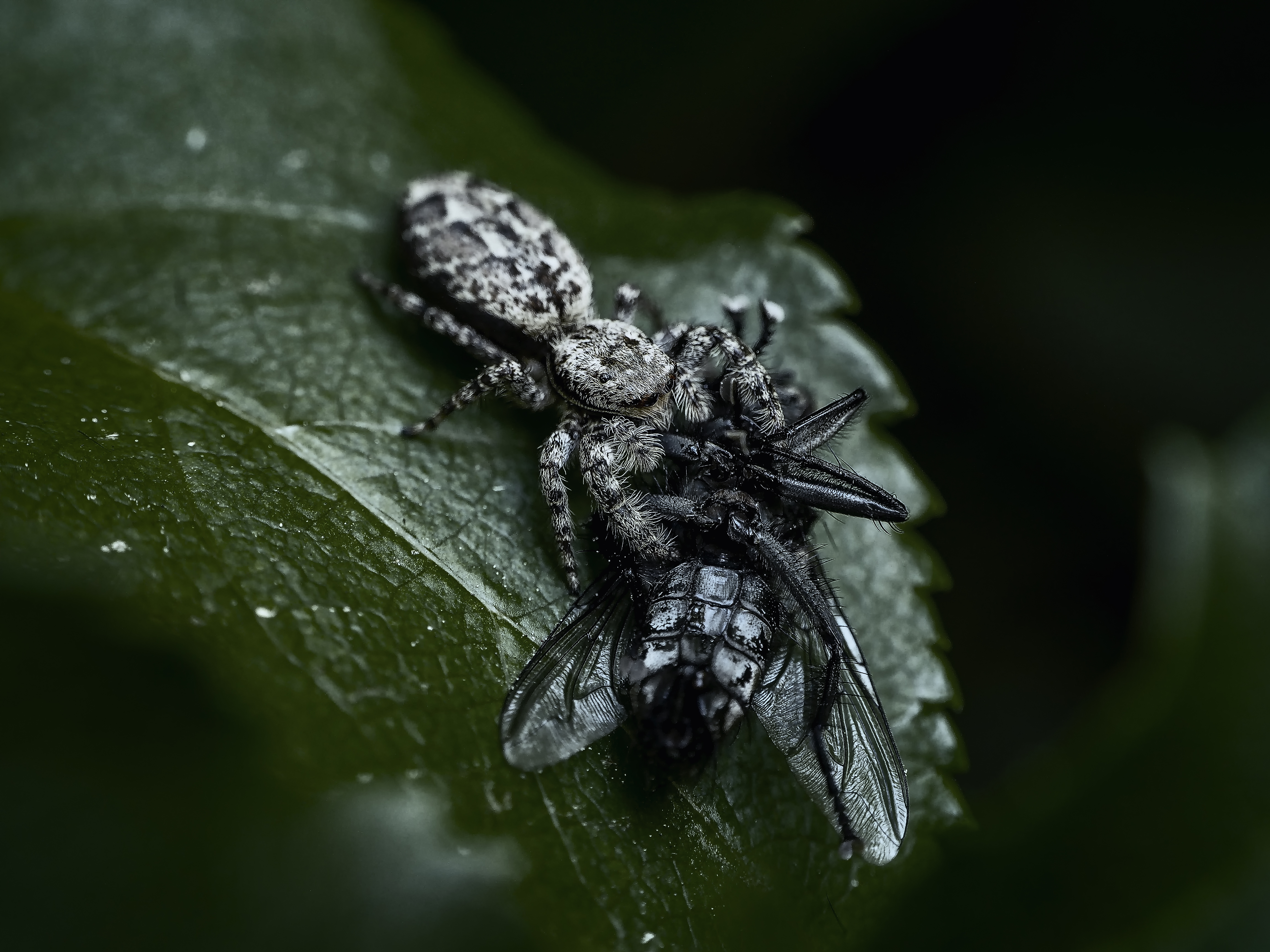 springspin-met-prooi