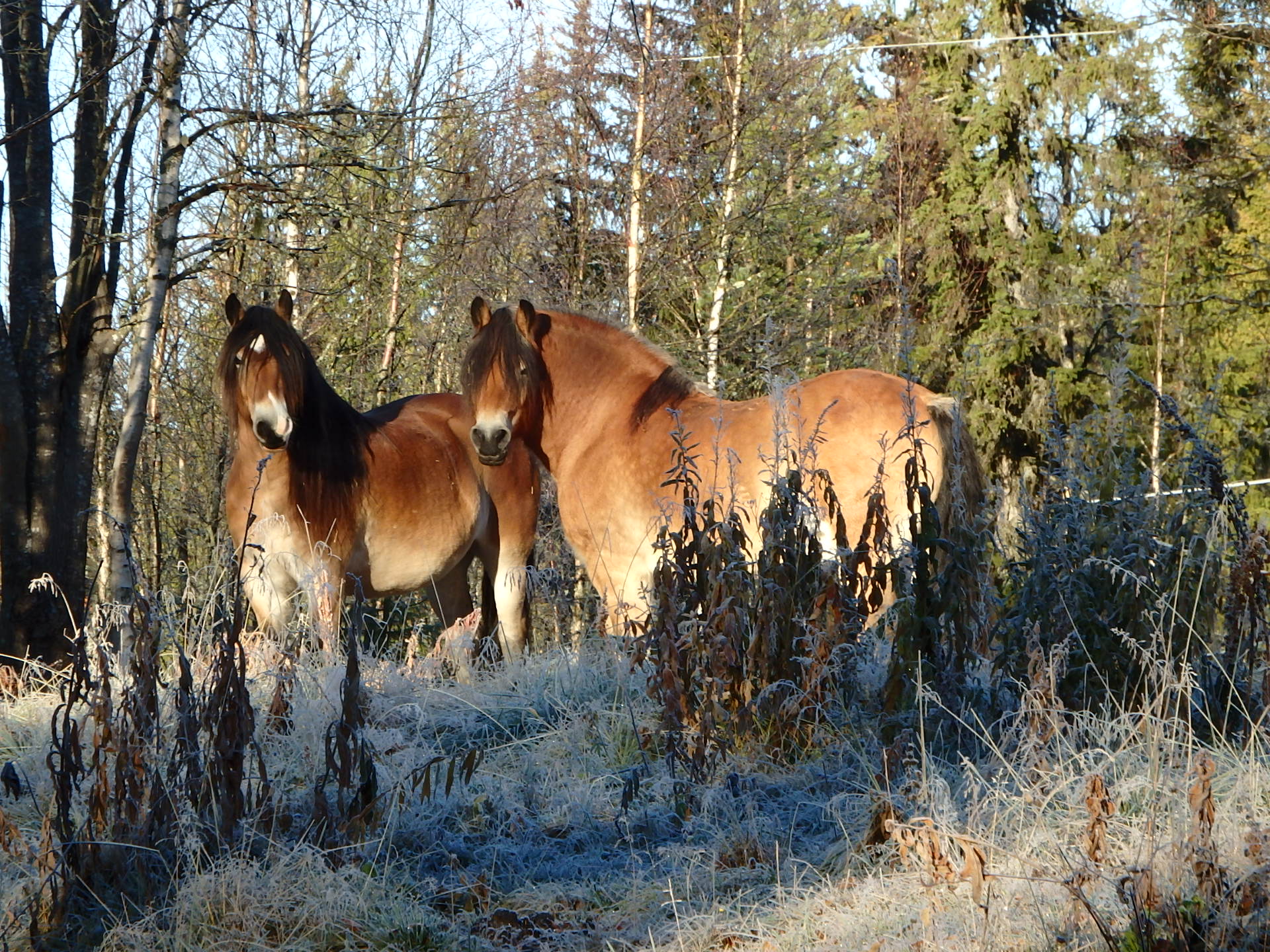 paarden-in-het-weiland