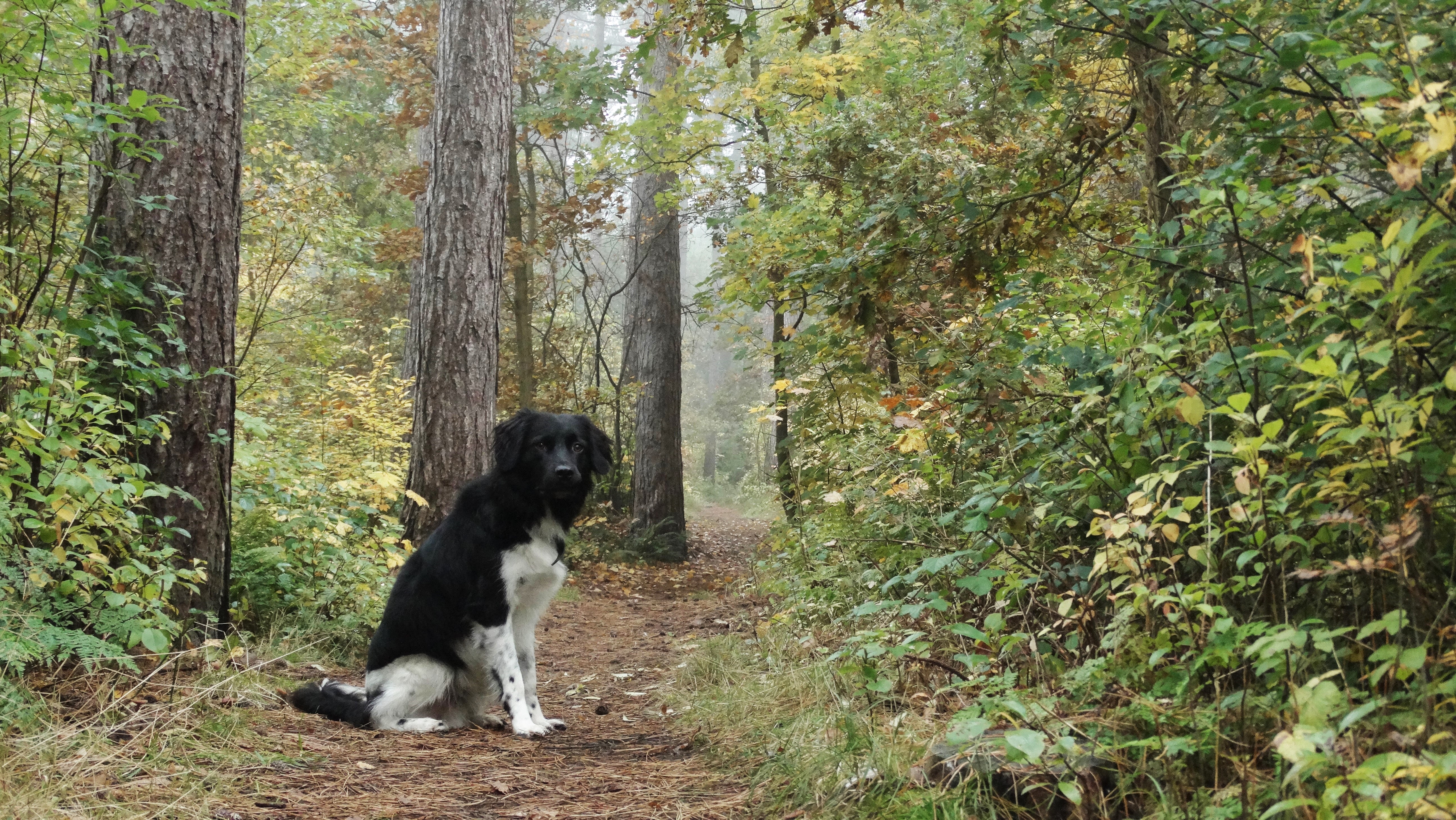 onze-friese-stabij-in-het-herfstige-bos