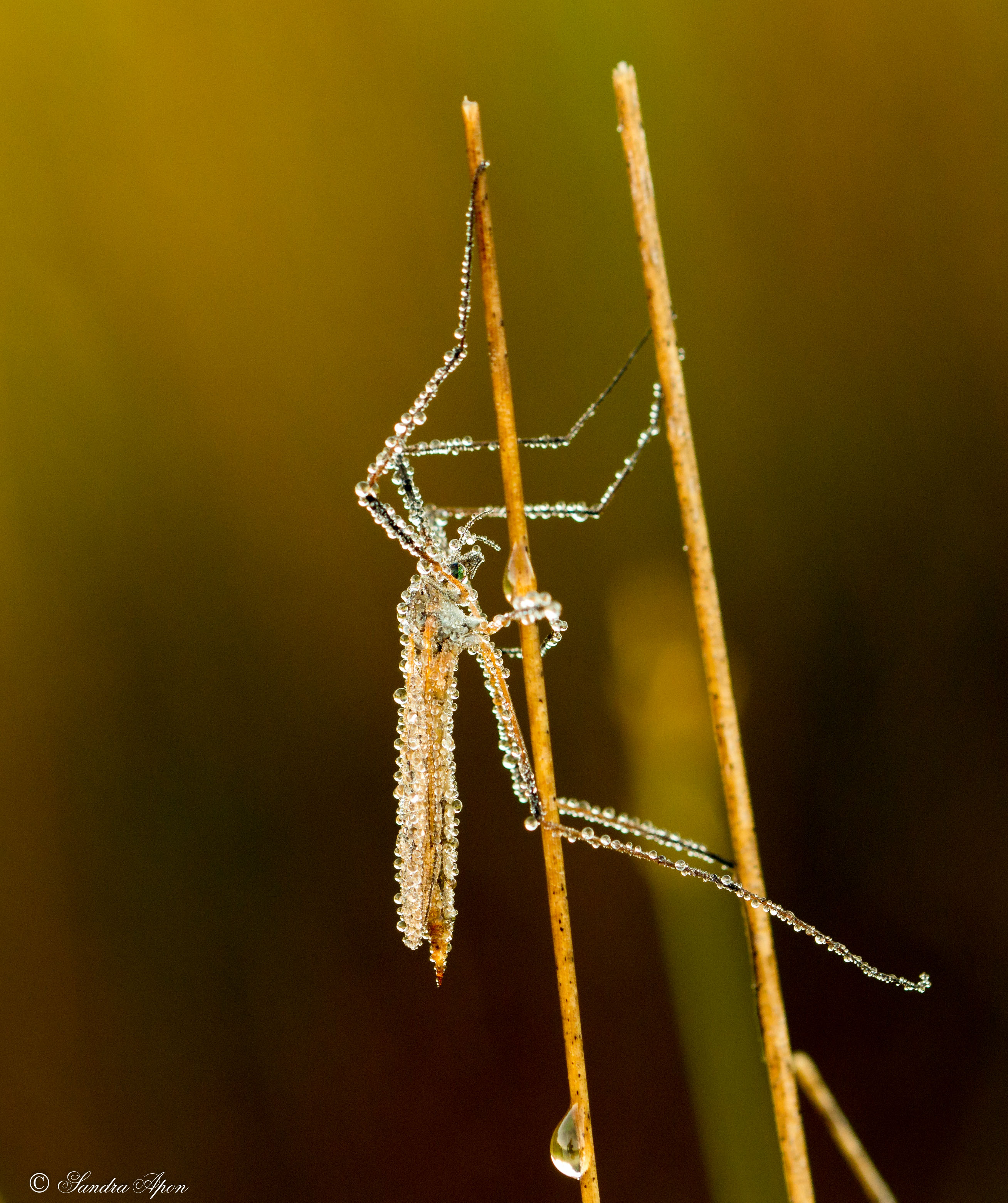langpootmug-met-dauwdruppels
