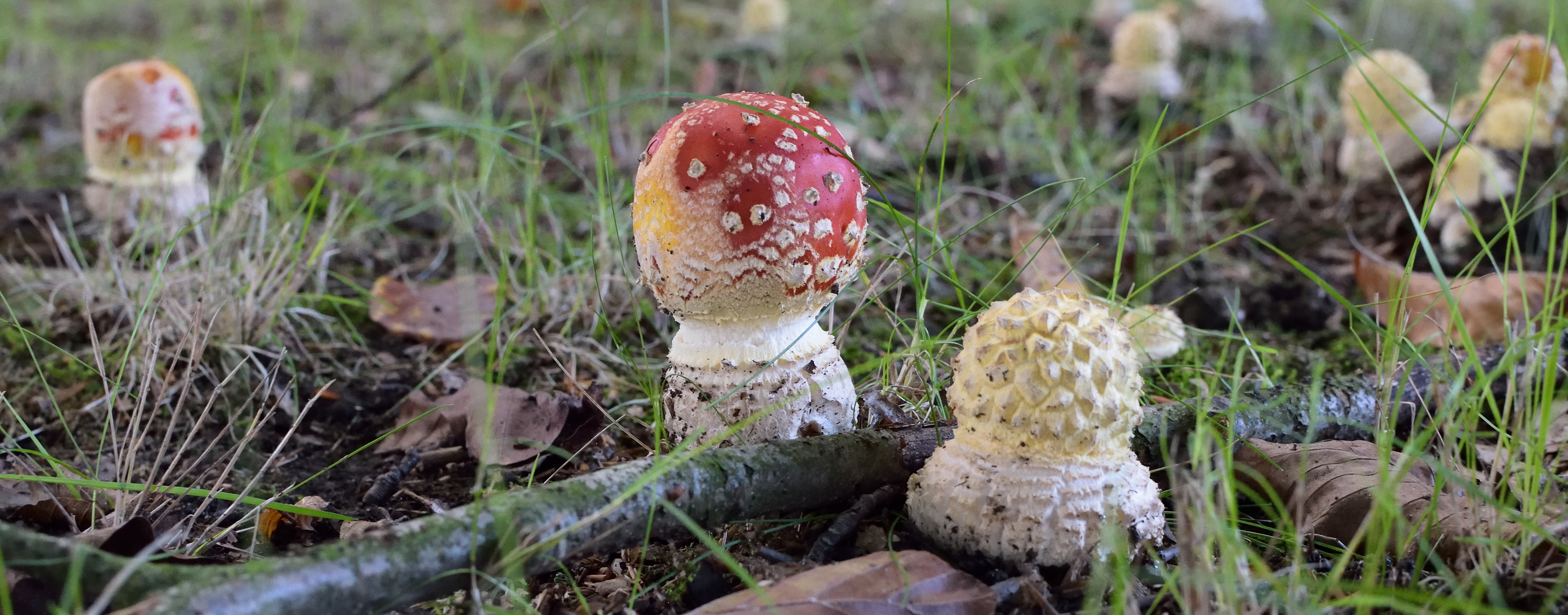 kleine-vliegenzwammen-familie