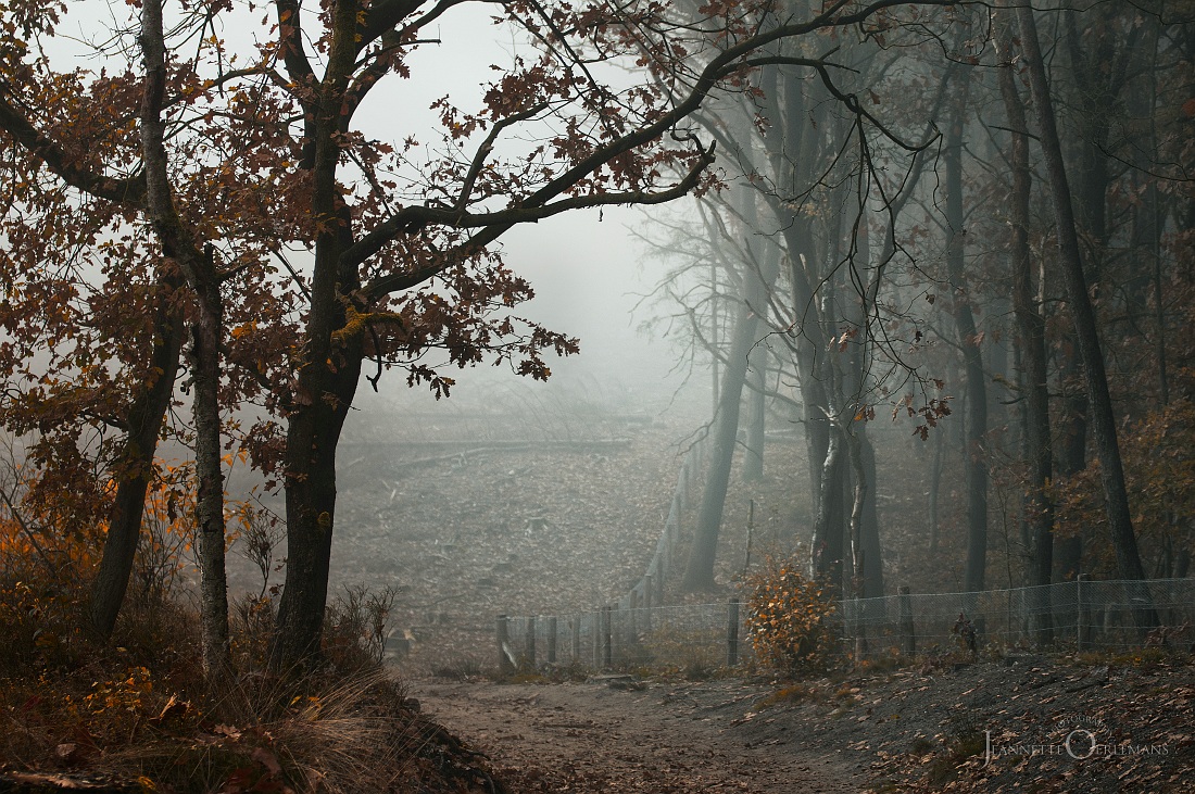 autumn-fog-1