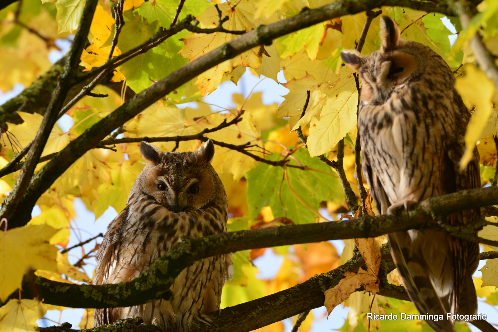uilen-in-de-natuur-gemaakt-door-ricardo-damminga