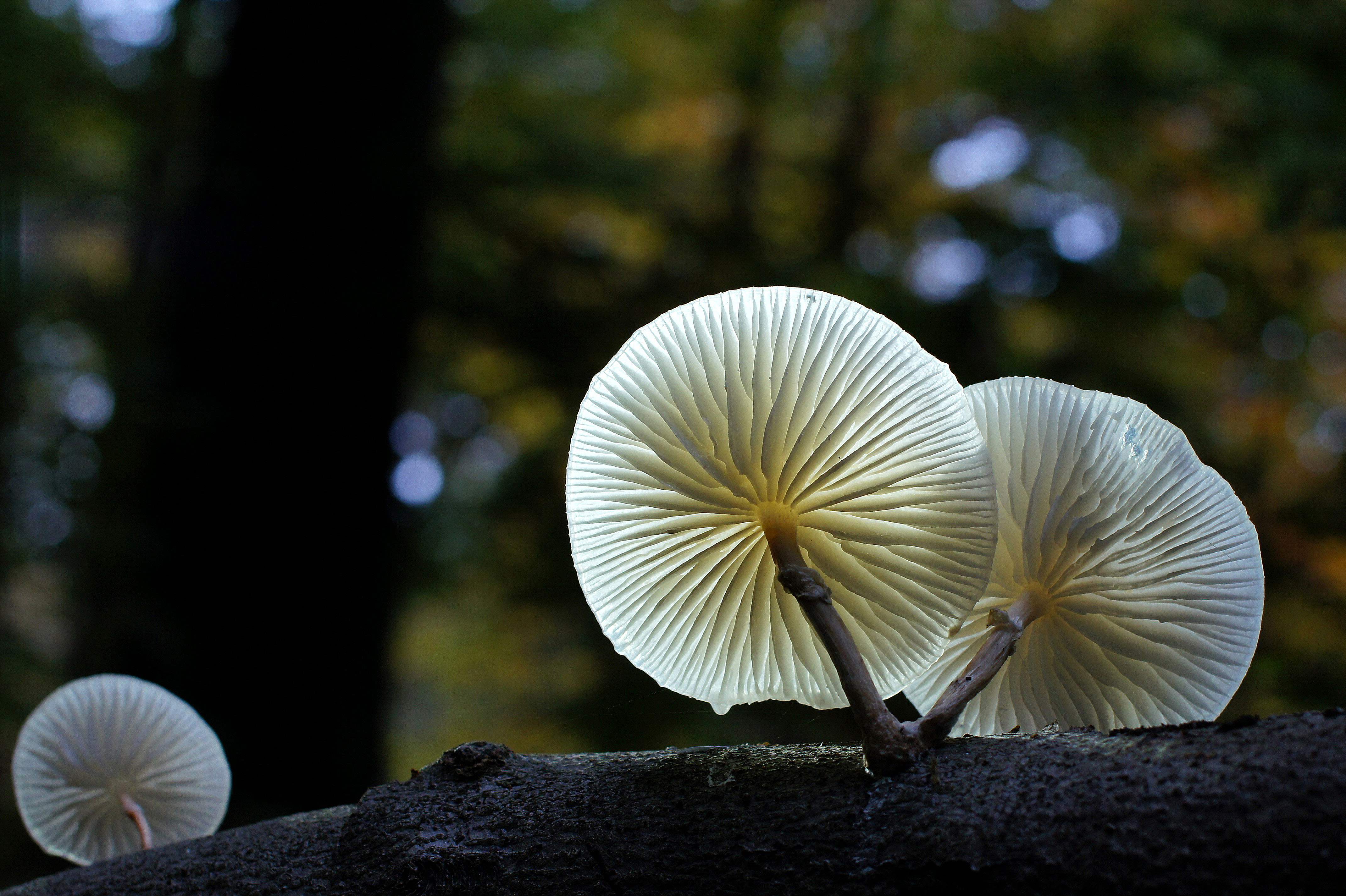 het-zonnetje-in-het-bos