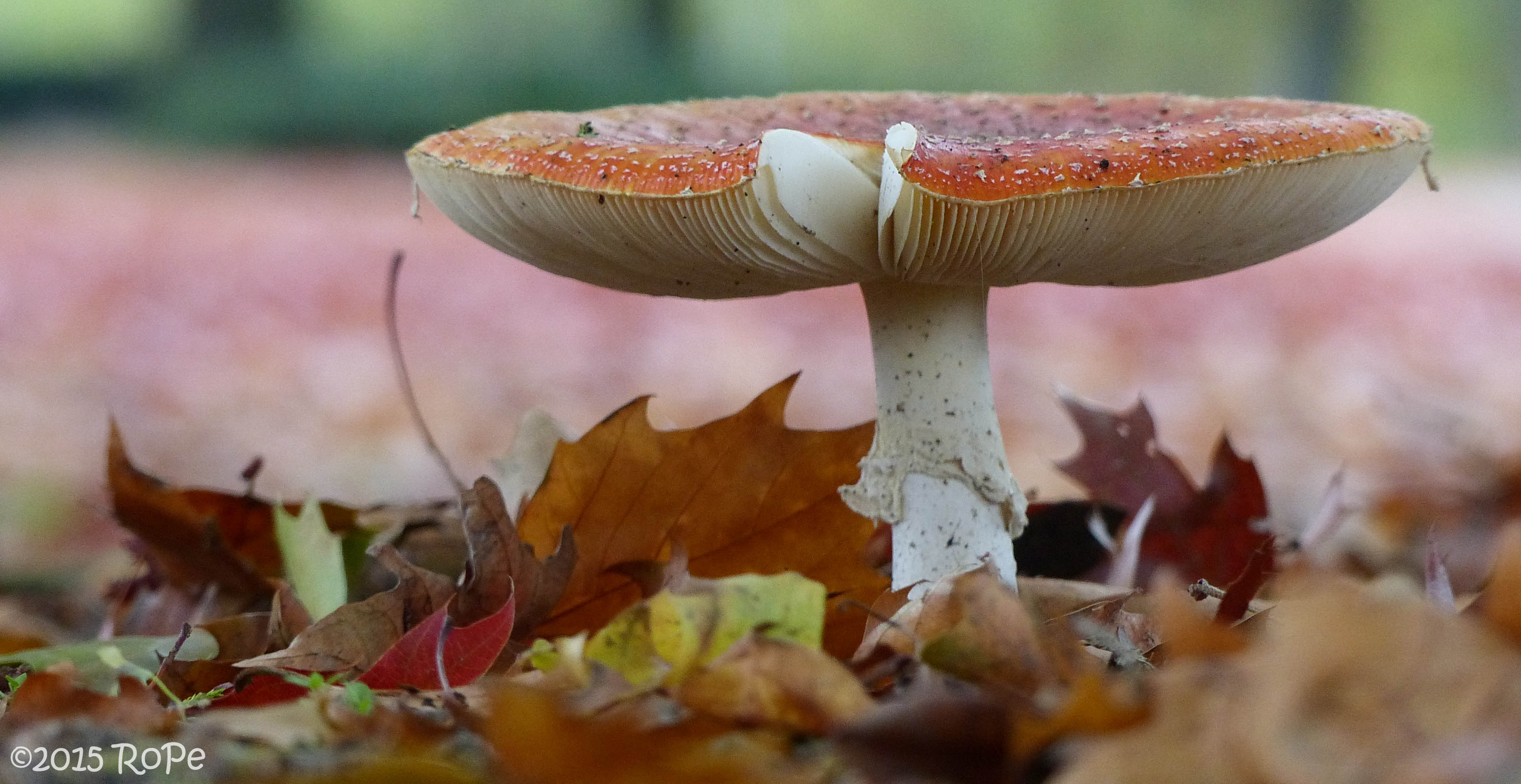 herfst-is-in-the-air