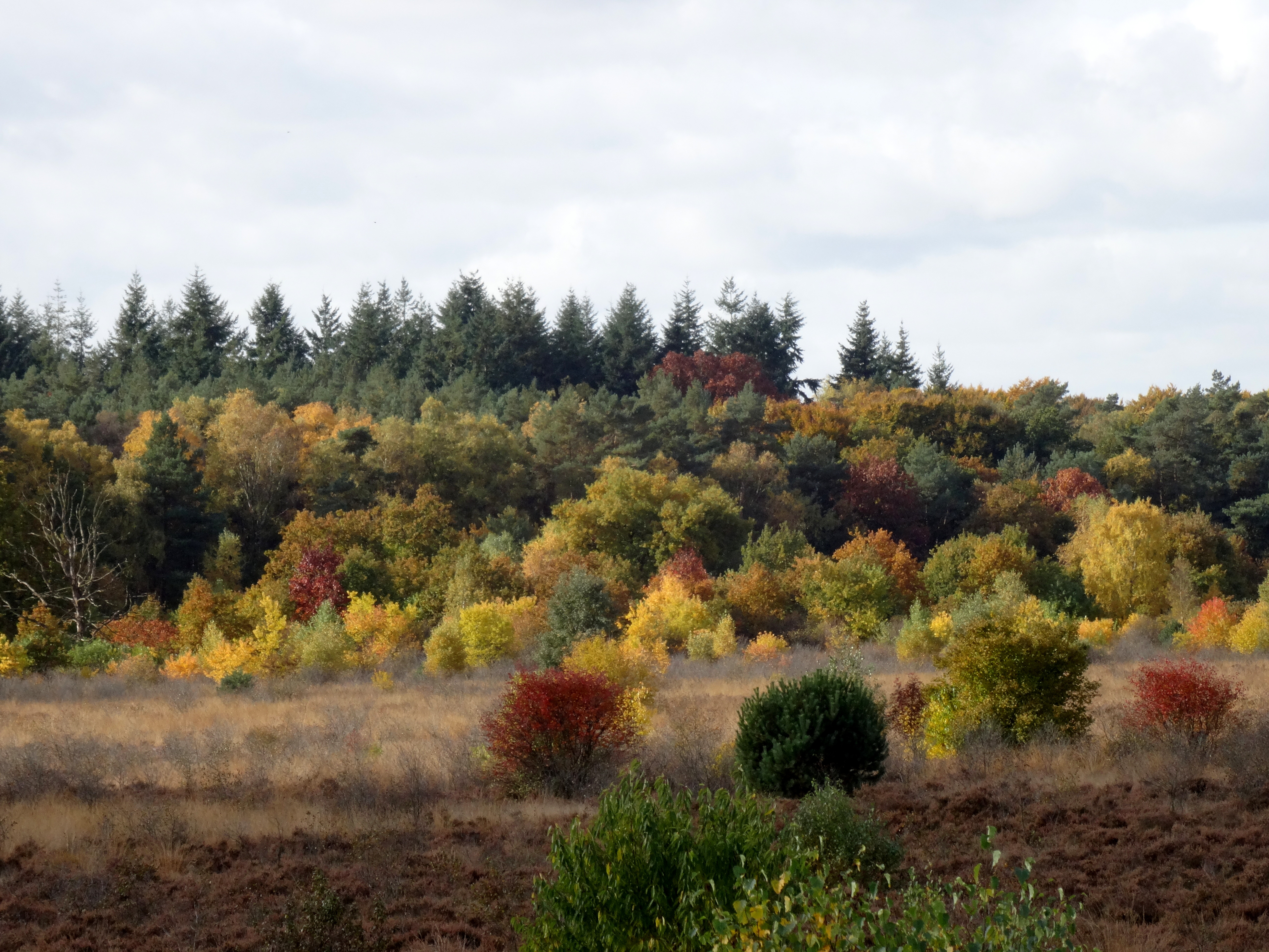 ginkelse-heide-najaar-2015