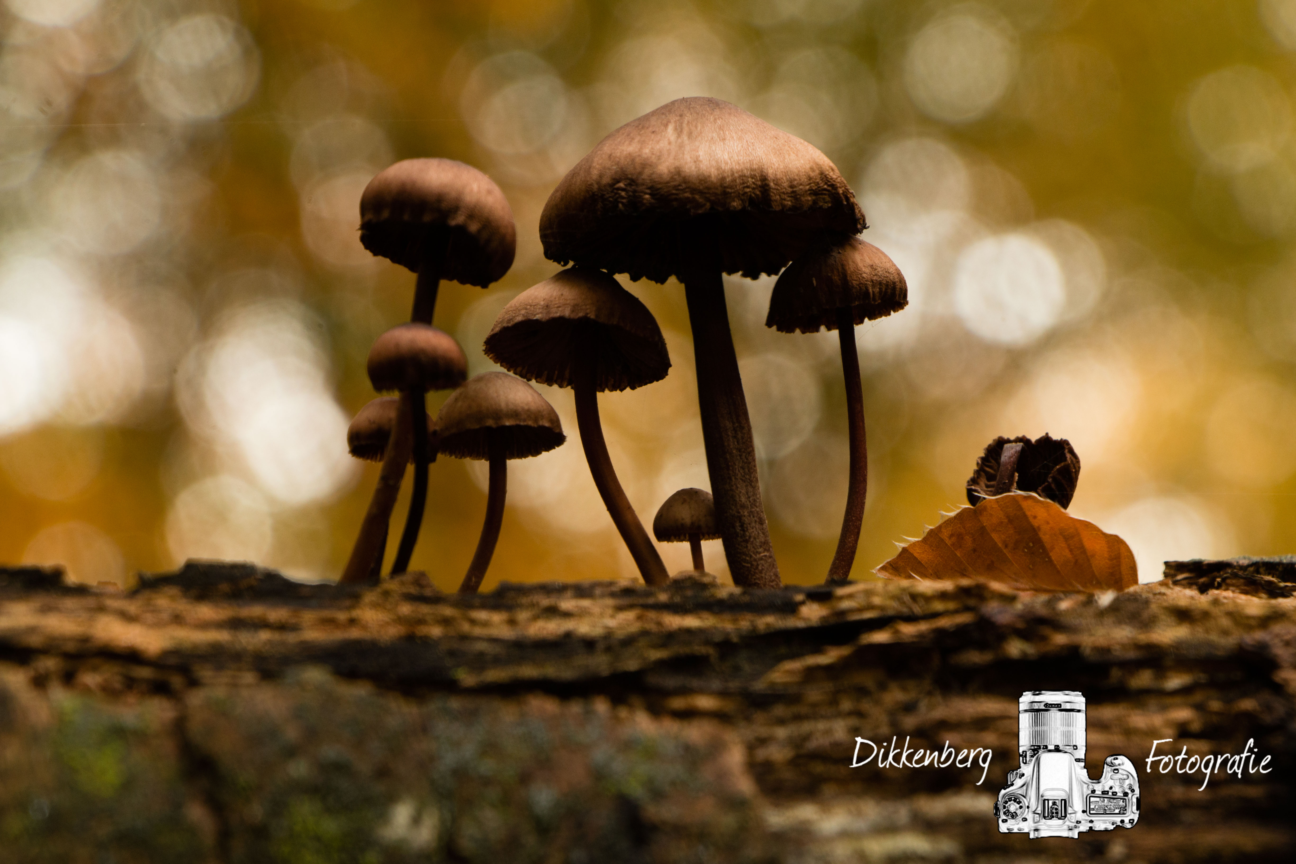 paddenstoelen-5