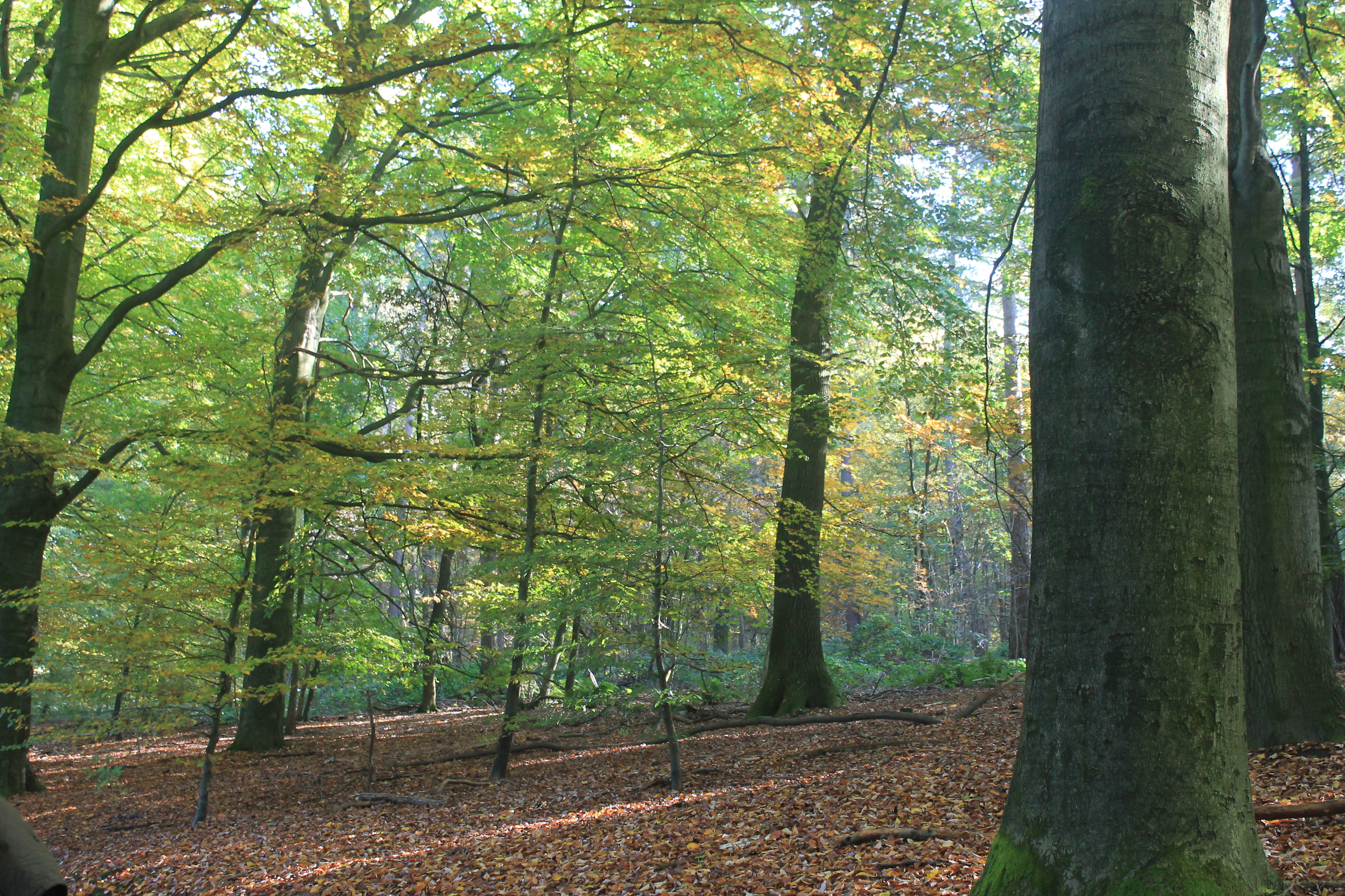 herfst-in-het-bos-10