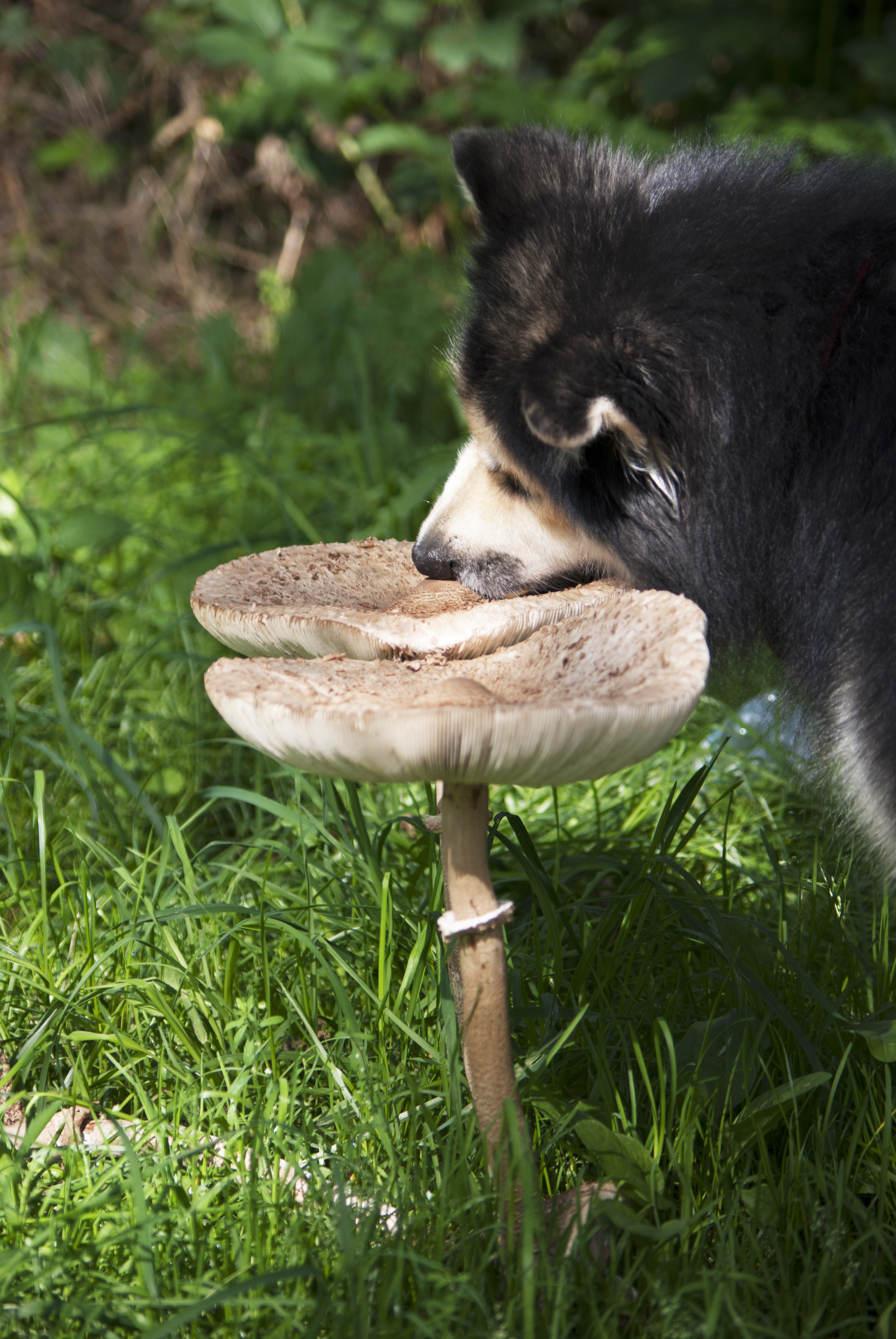 ijslander-in-de-herfst