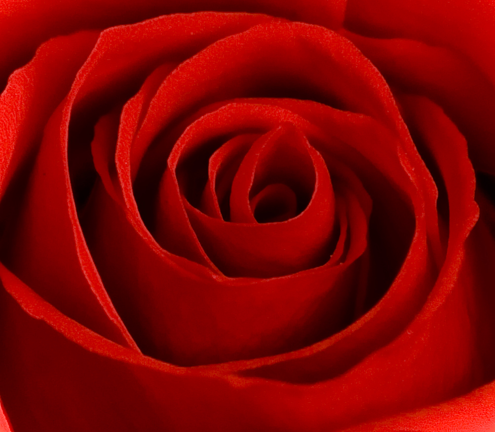 red-rose-1