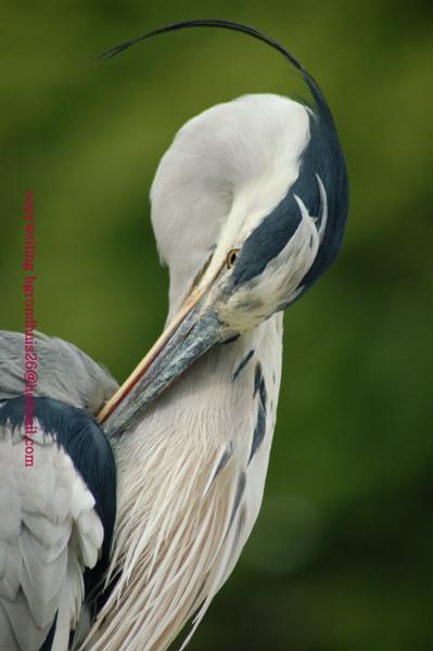 de-reiger-voor-mij-deur