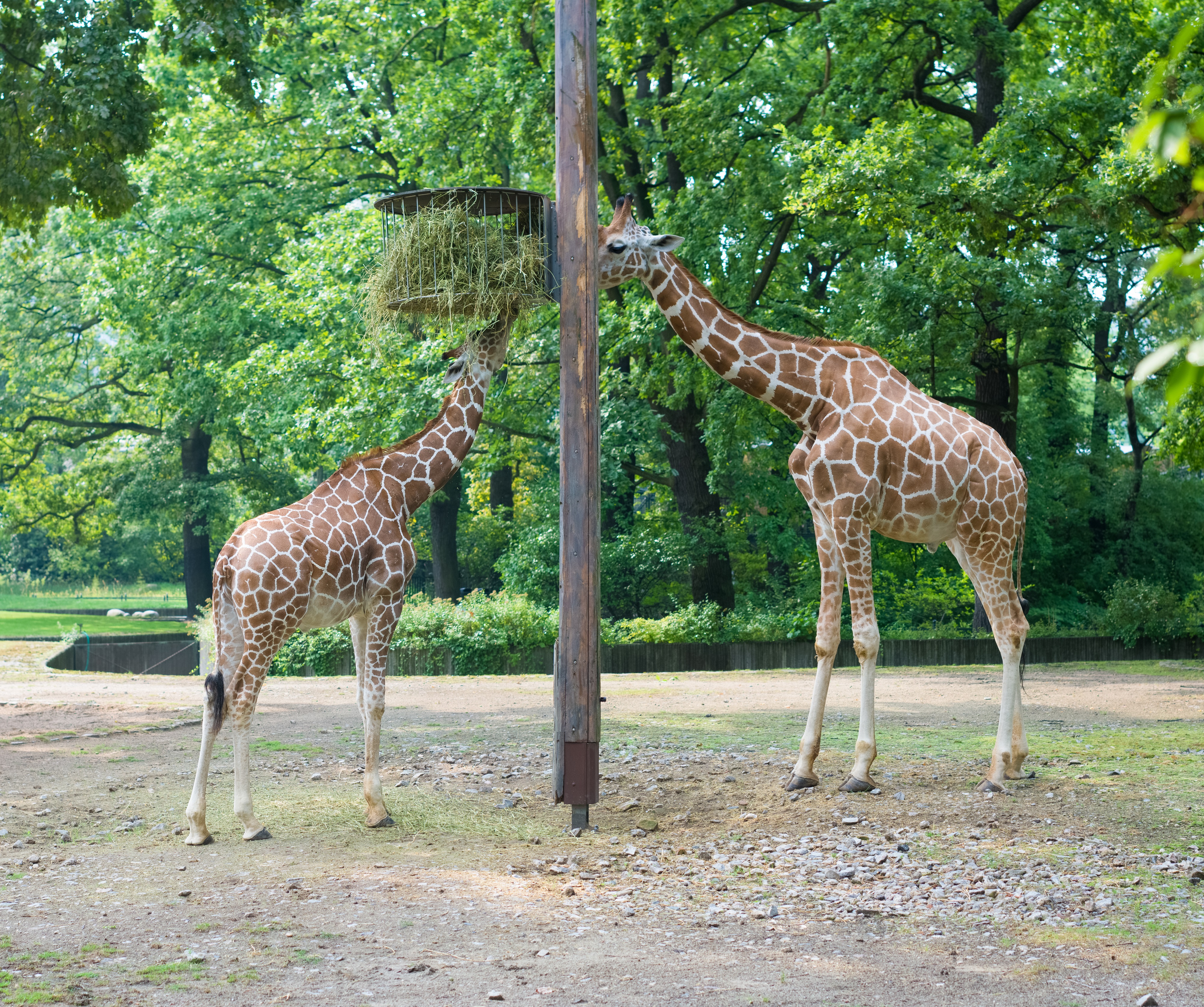 two-giraffes-in-berlin-zoo