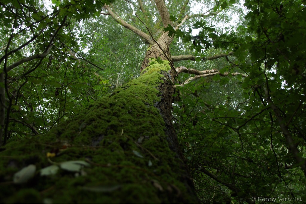 hoge-bomen-vangen-veel-wing