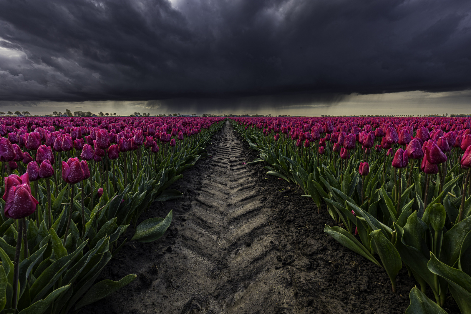 regenshower-boven-de-tulpen