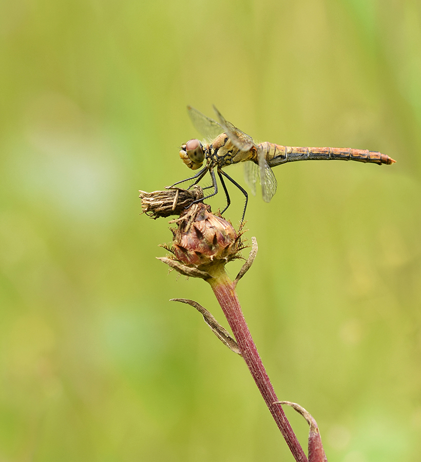 vrouwtje-bloedrode-heidelibel