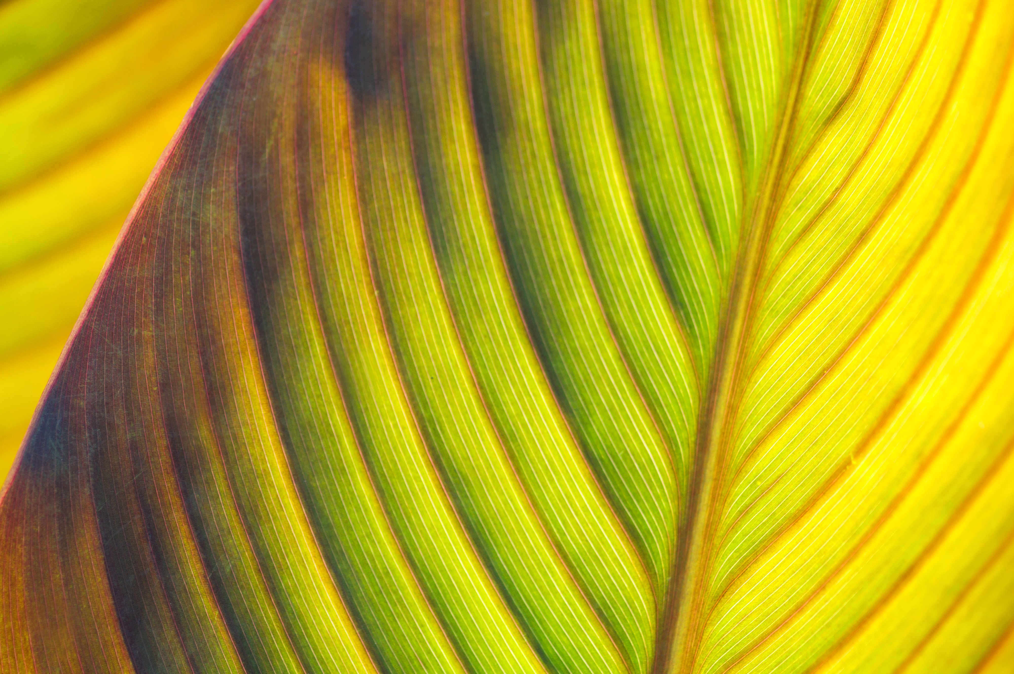 lijnenspel-cannablad