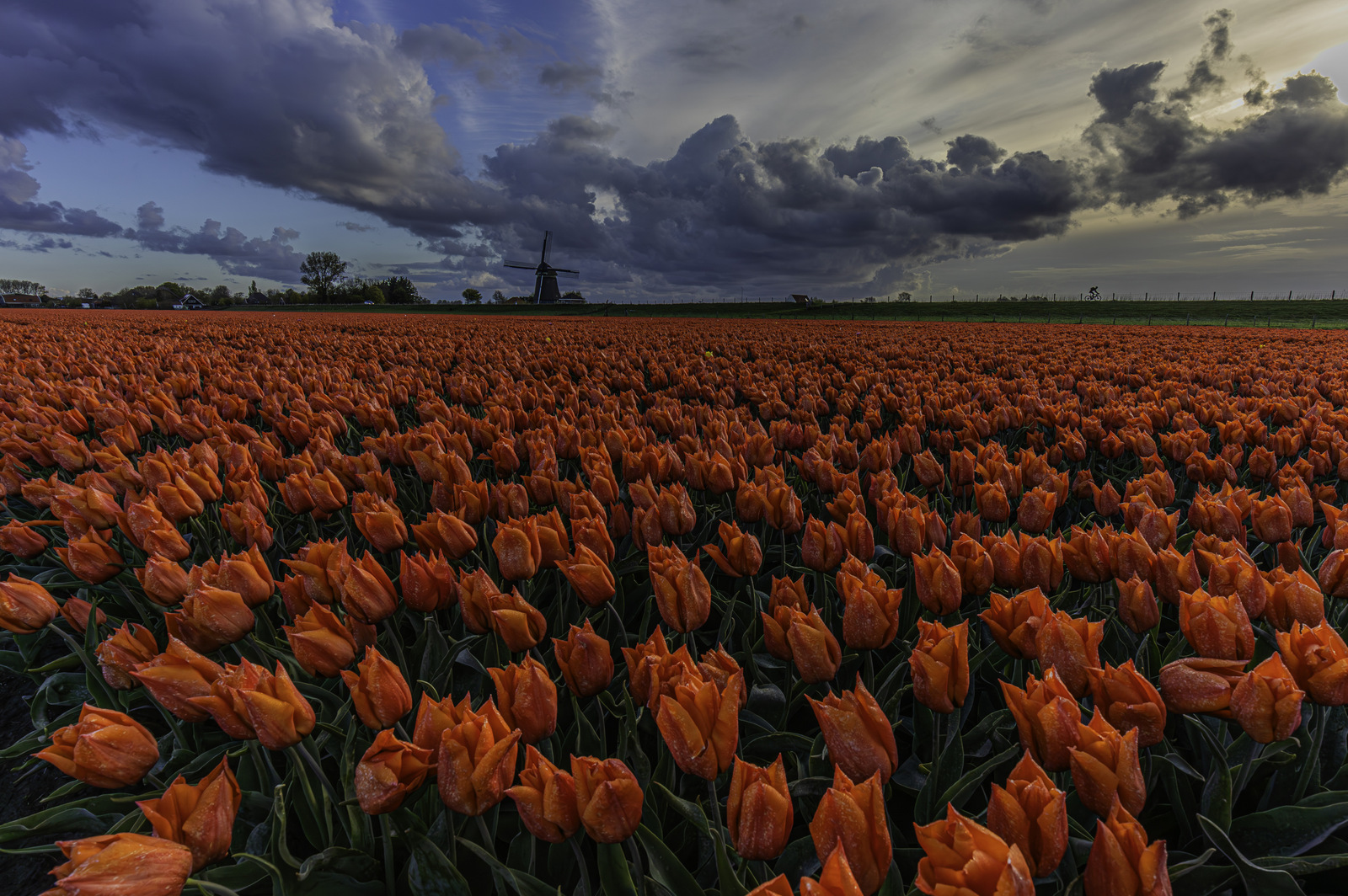 wielrenner-in-de-polder