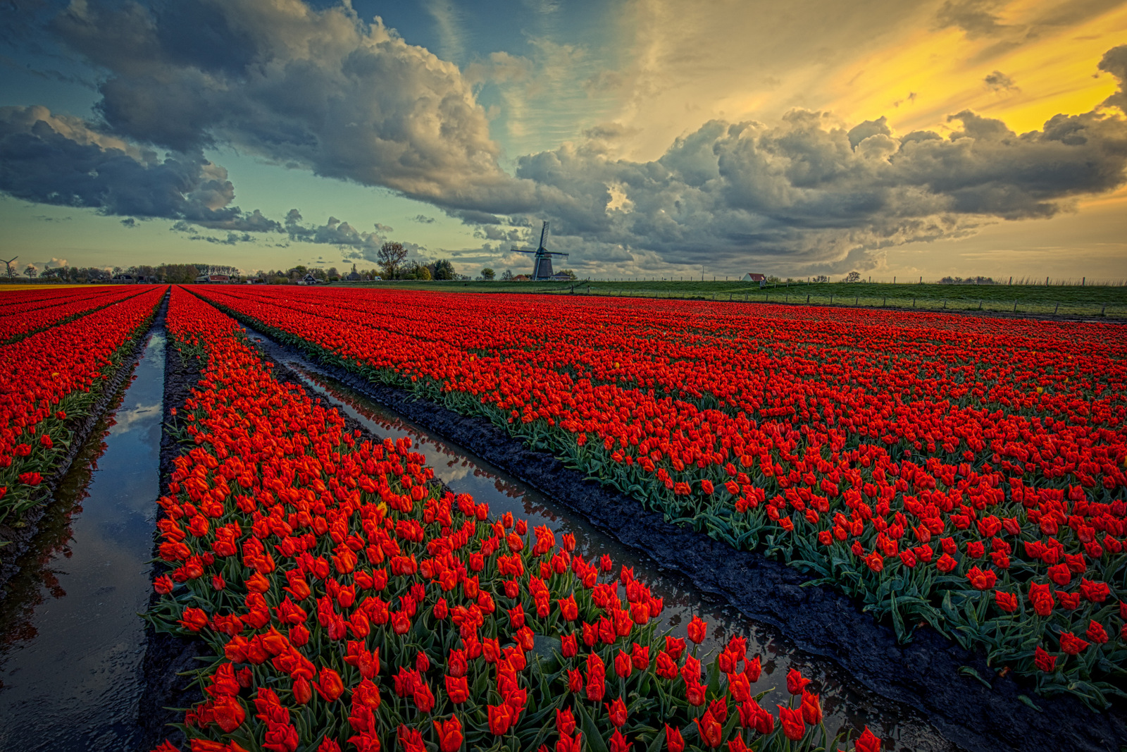 greppels-tussen-de-tulpen-0