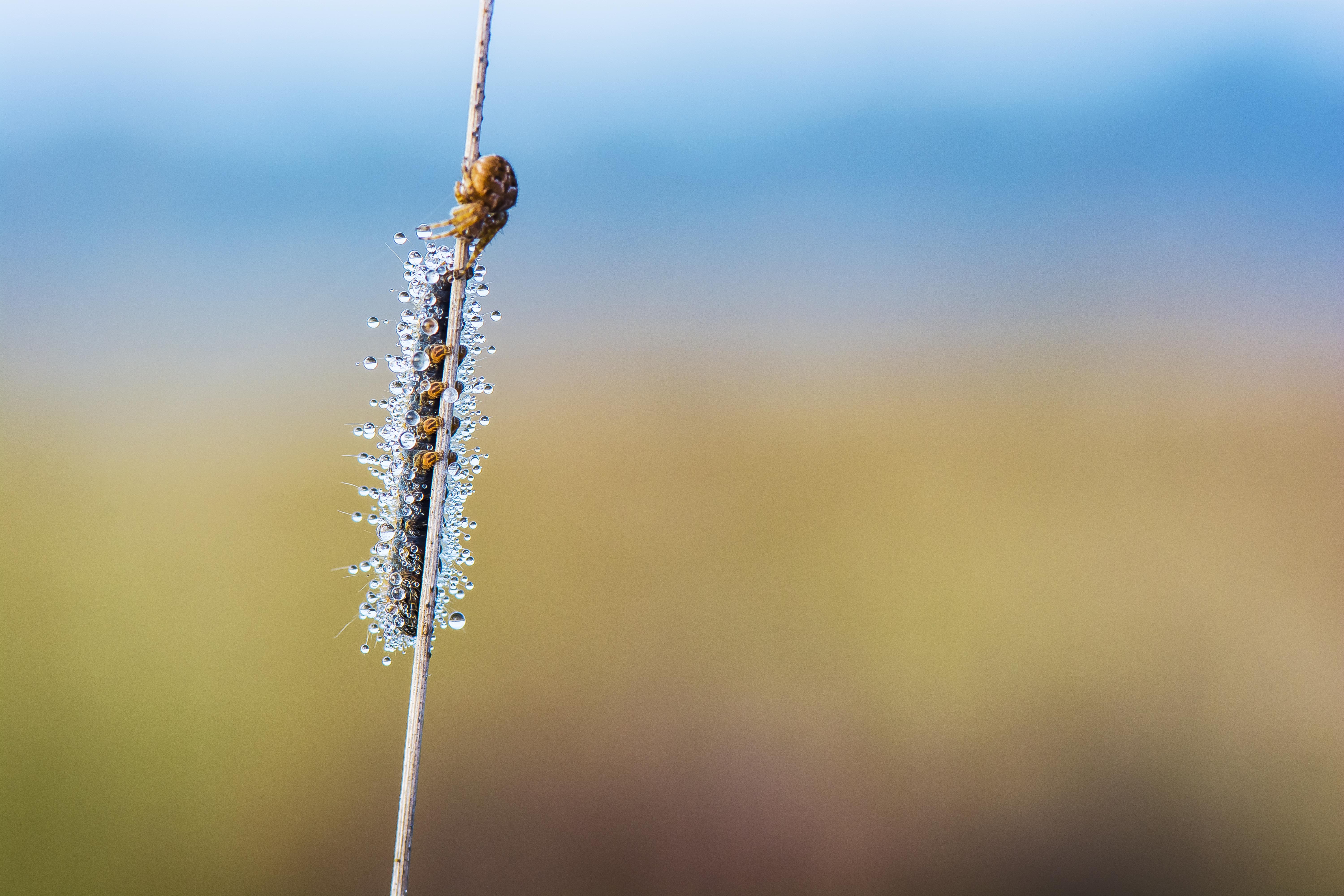 drups-vriendje-de-spin