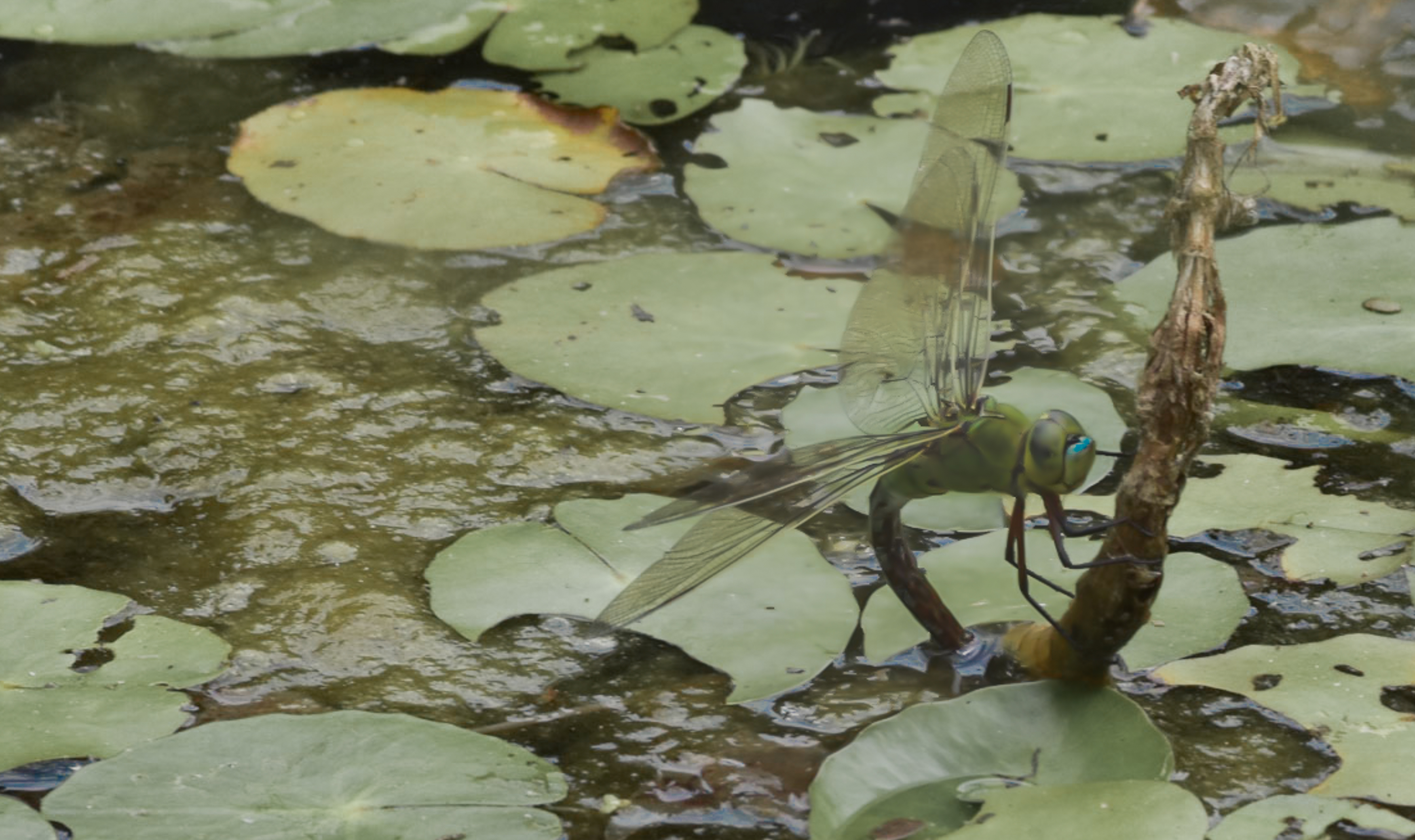 libelle-zet-eitjes-af