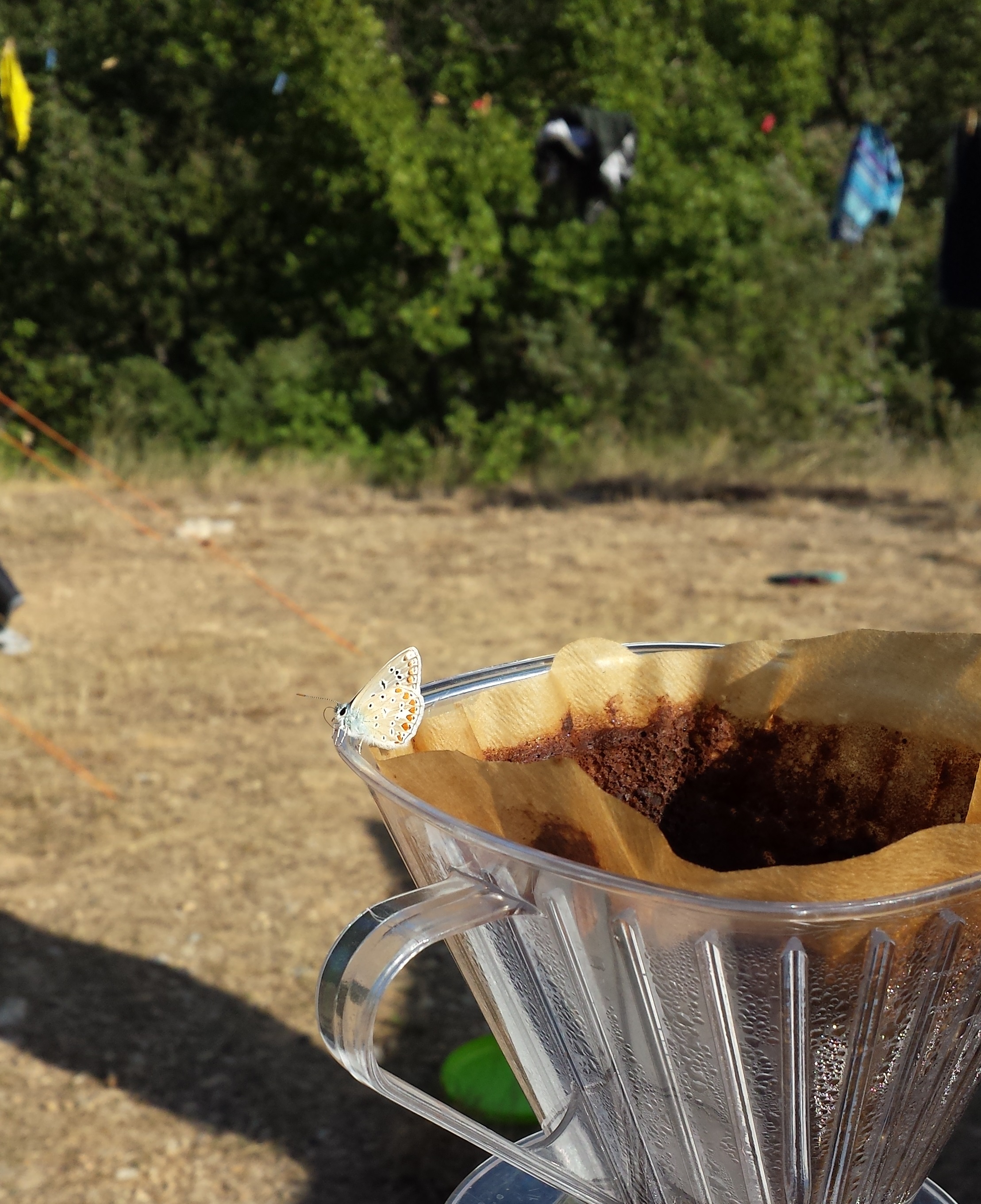 het-zogenaamde-vlinderfilter