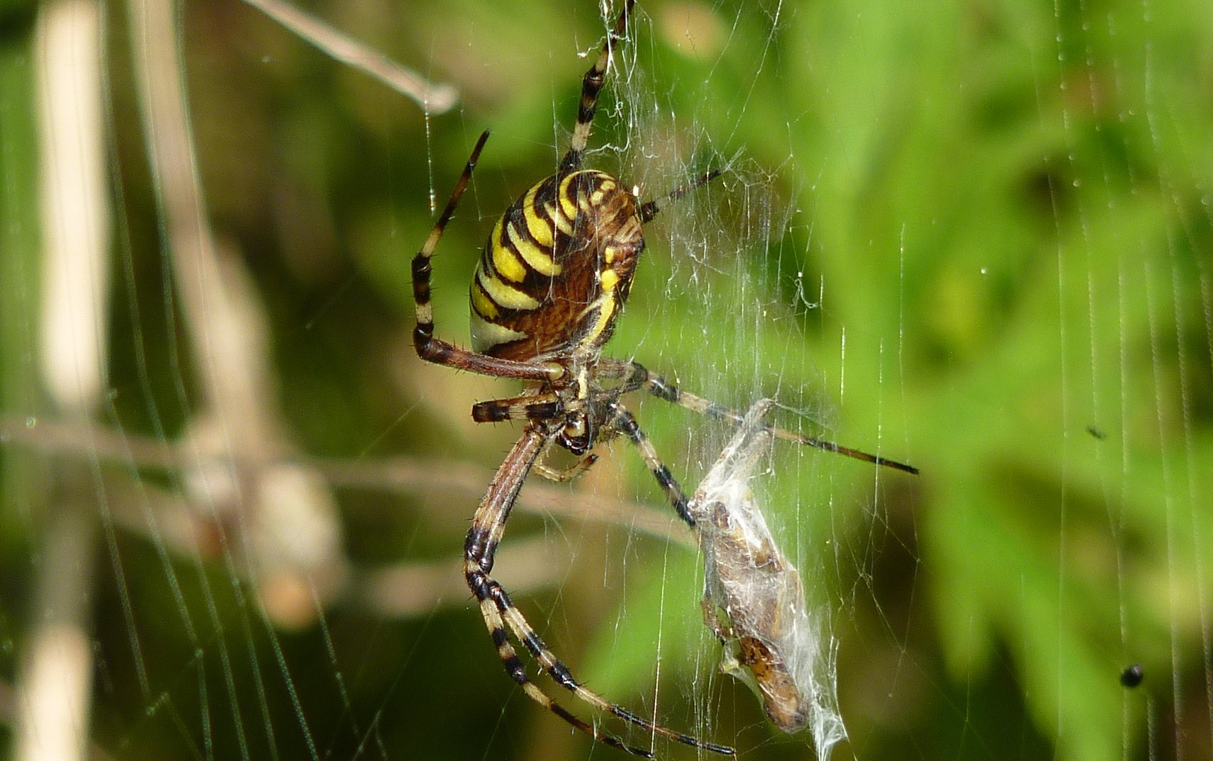 spin-met-lunchpakketje