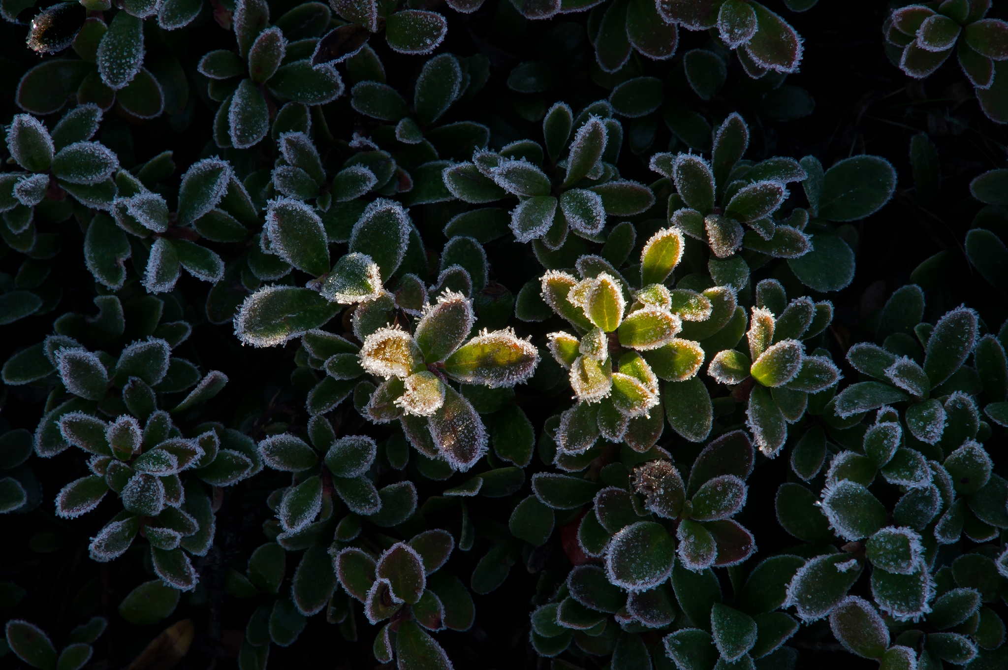 de-eerste-zonnestralen-1