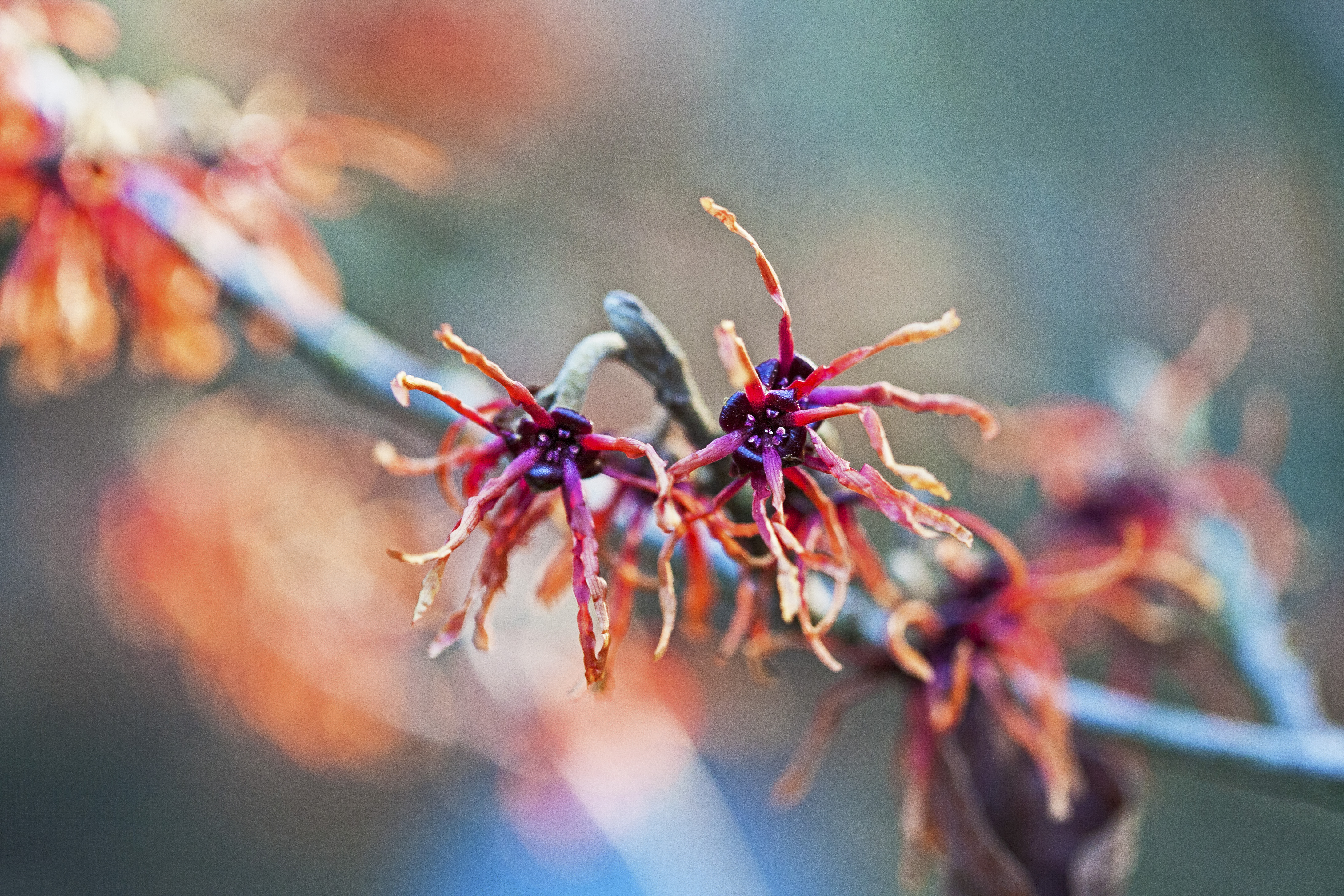 hamamelis