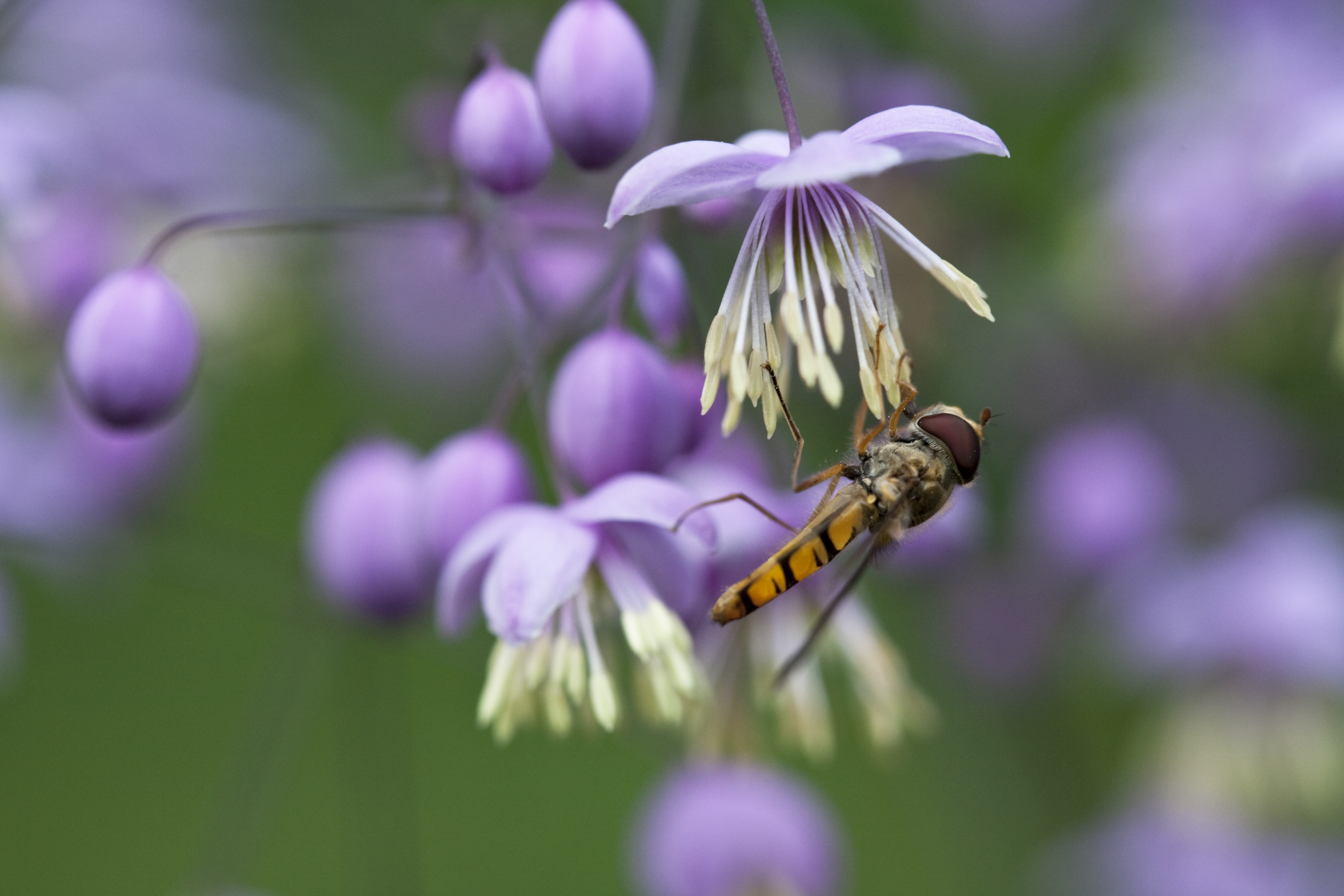thalictrum-met-zweefvlieg
