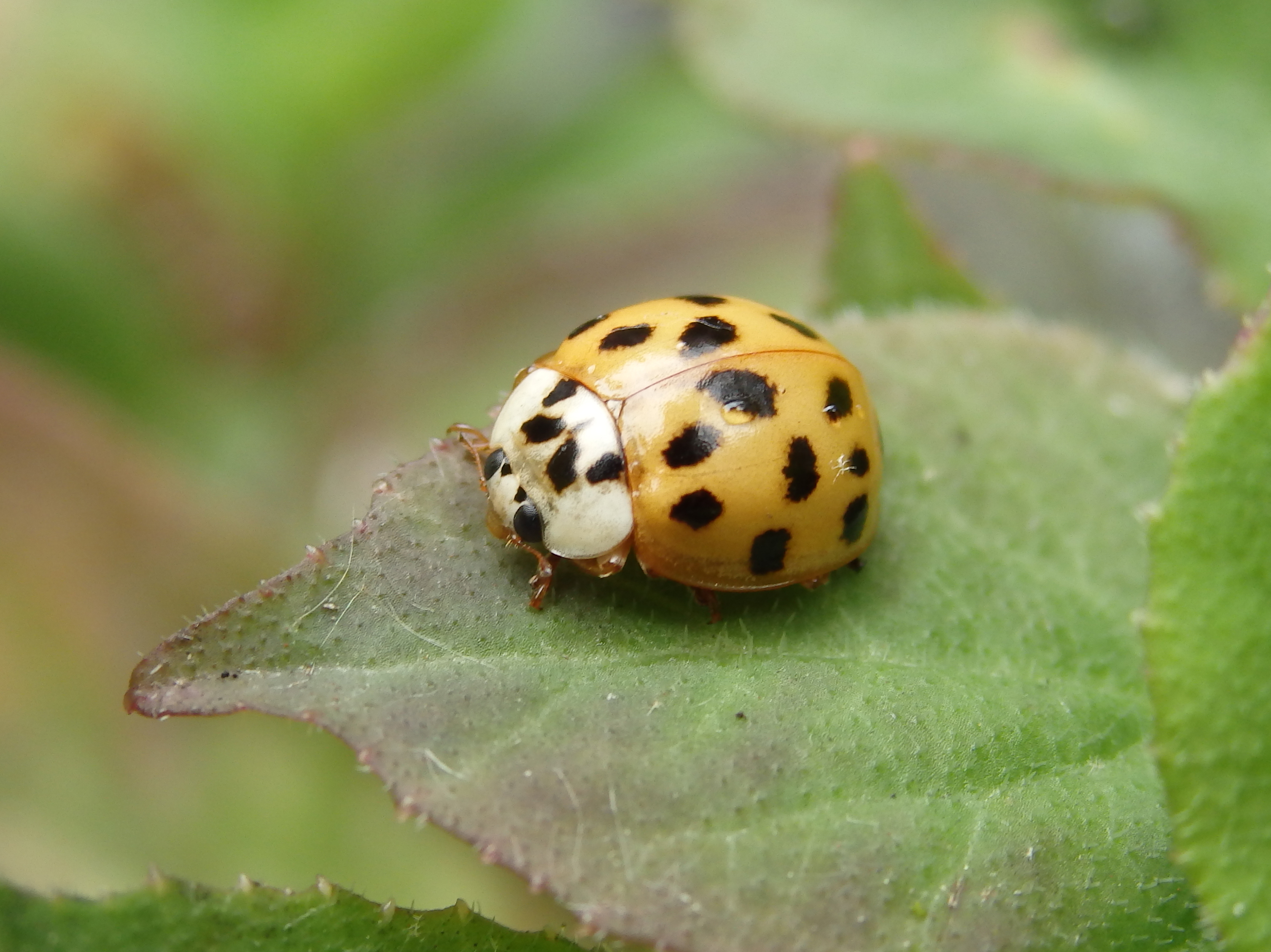 citroenlieveheersbeestje