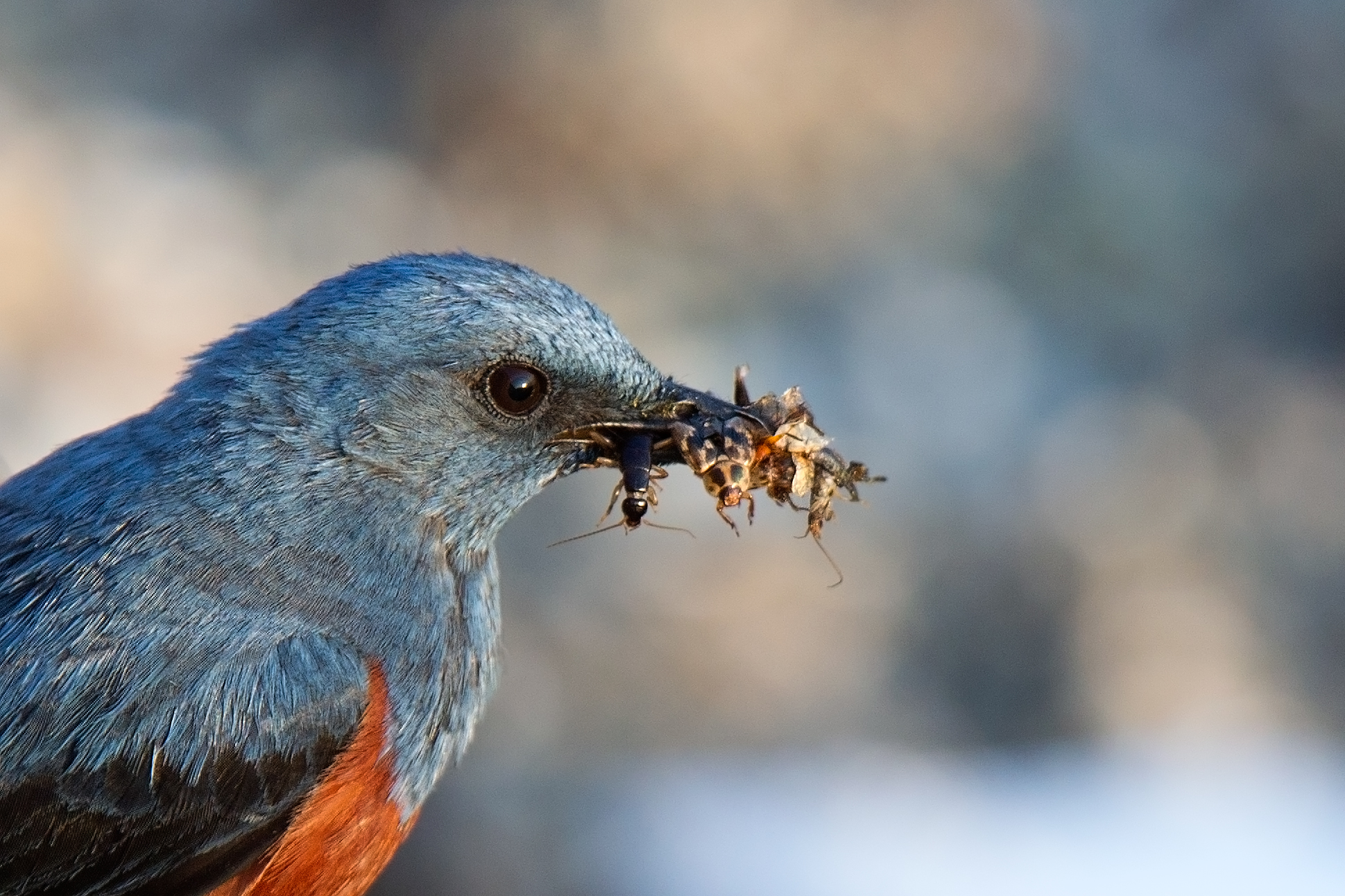 de-lijster-heeft-zn-mond-vol
