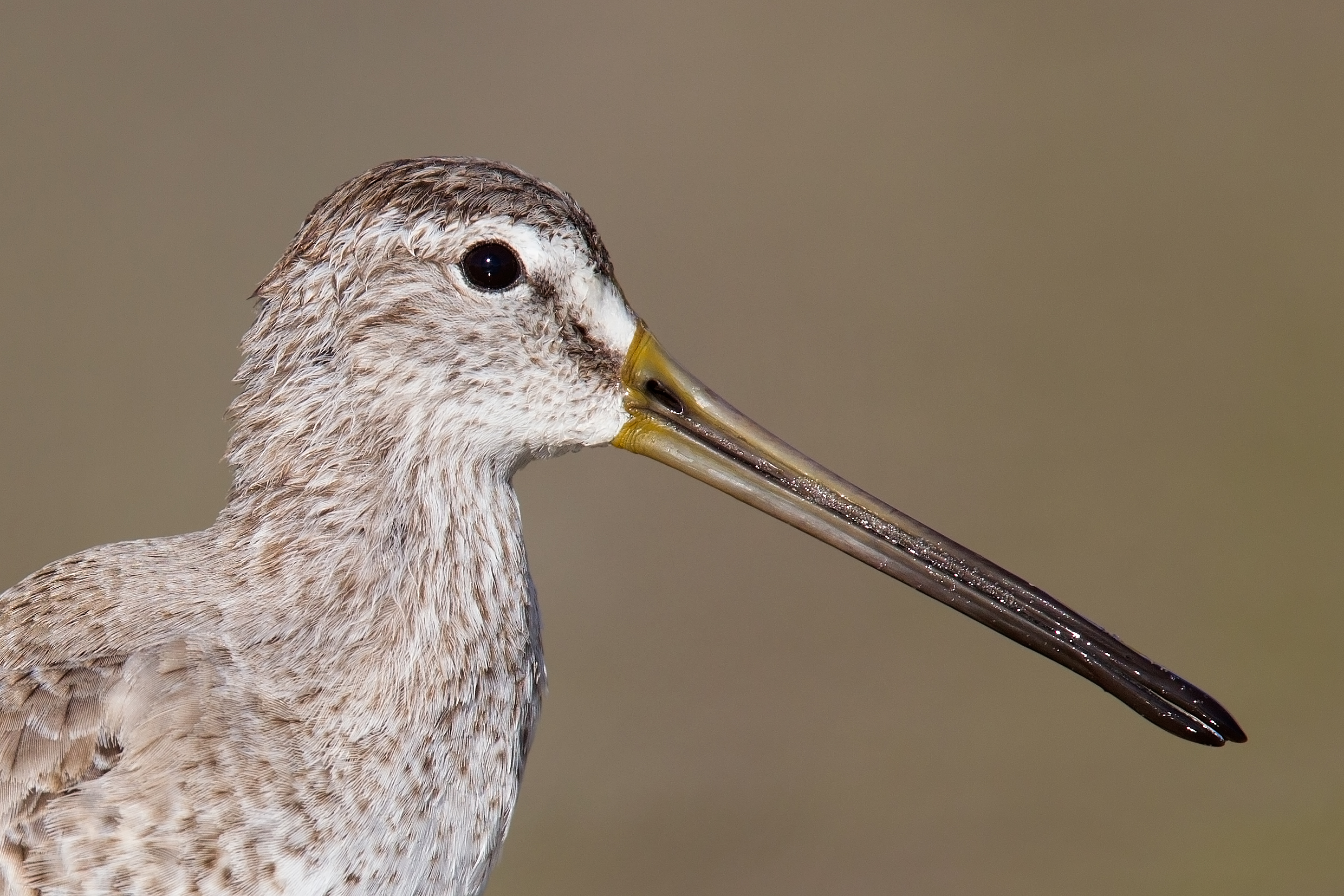 een-portret-van-een-snip