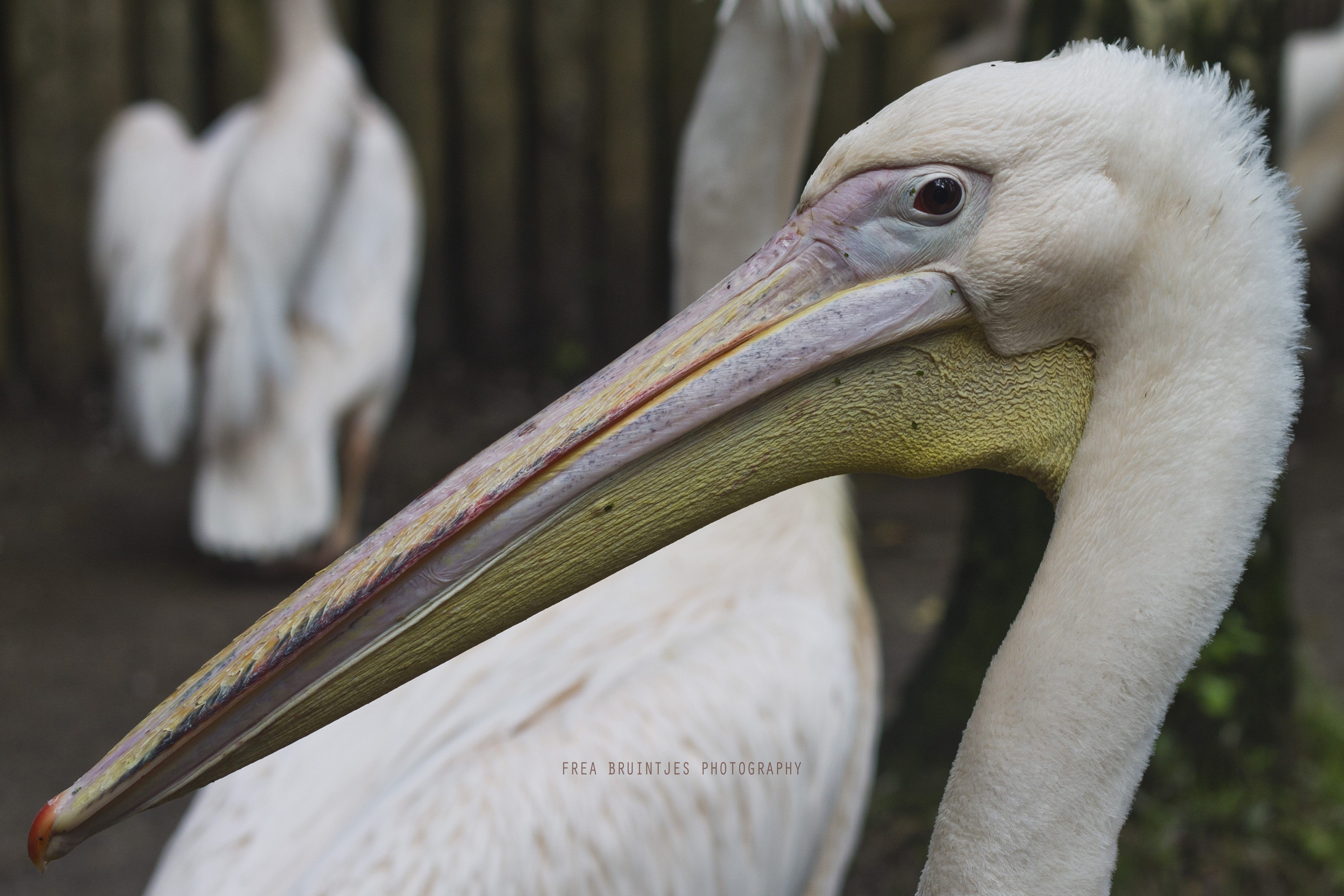 pretty-colourful-pelican