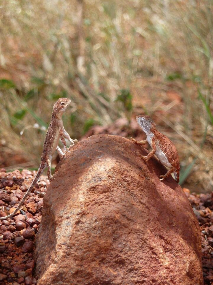 chit-chat-in-the-outback-australiecompact-camera