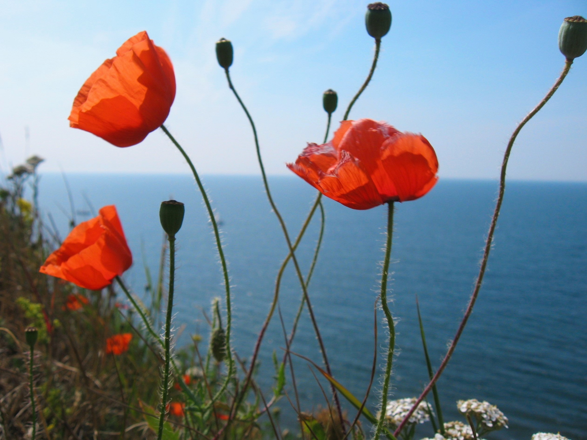 rijzen-langs-de-ocean-zweden