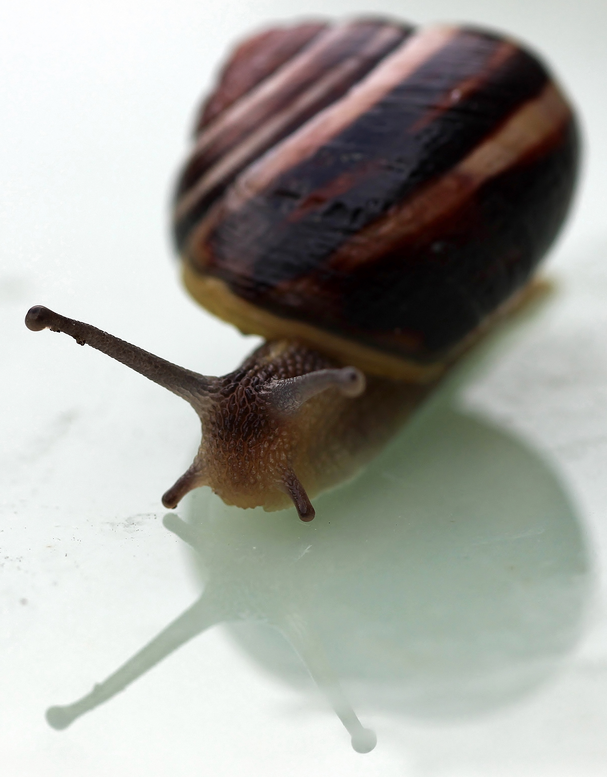 fotogenieke-babyslak