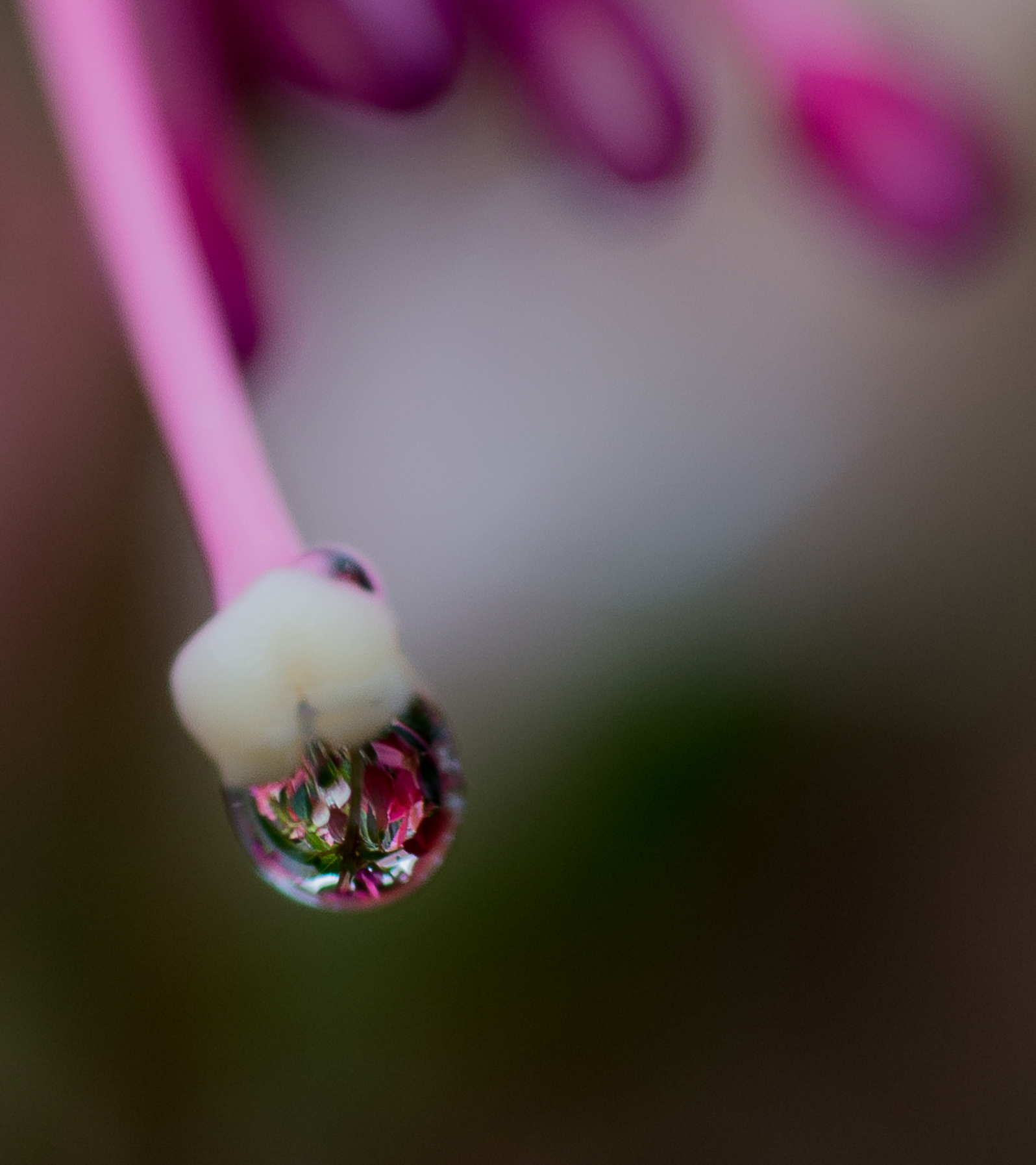 regendruppel-op-fuchsia