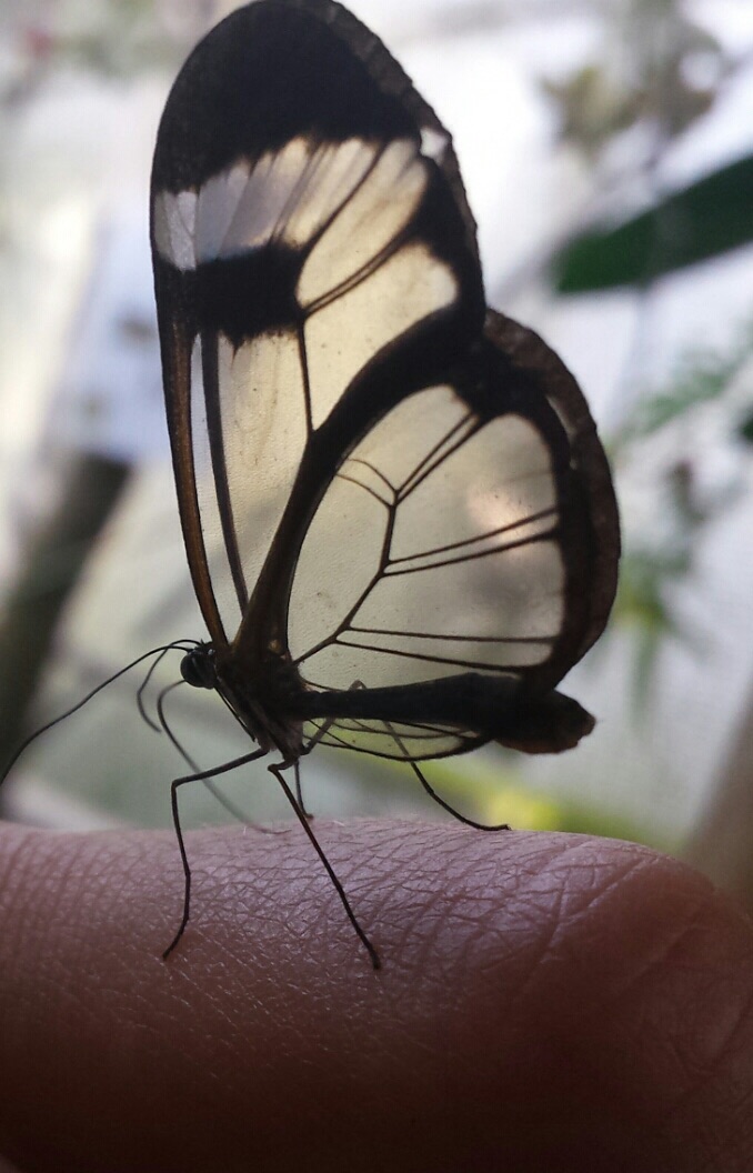 glasvlinder-op-mijn-vinger