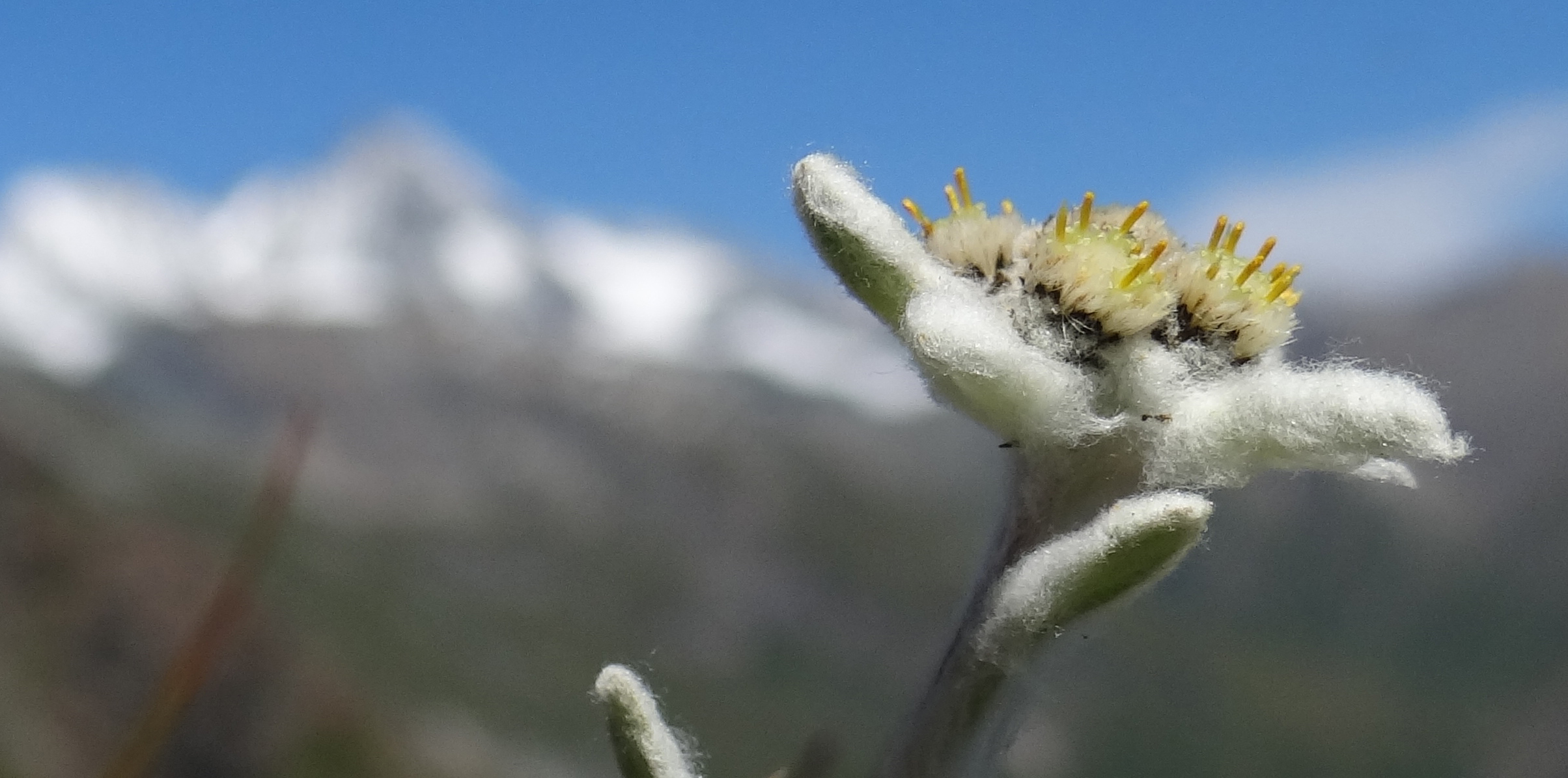 edelweiss-bij-de-grossglockner