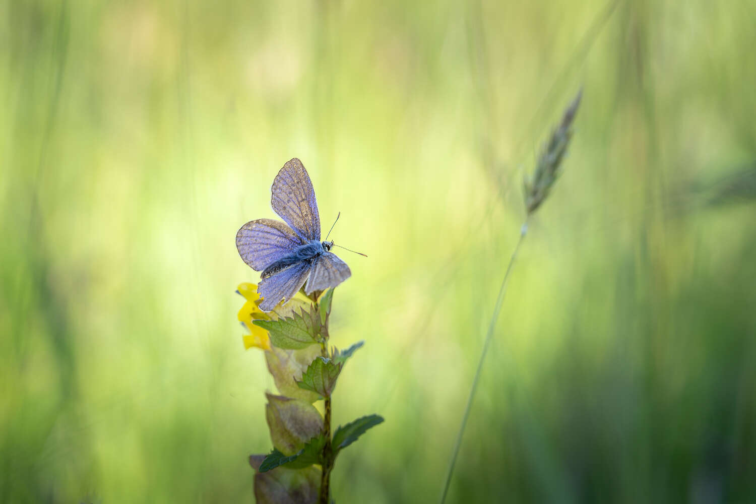 je-bent-mooi-zoals-je-bent