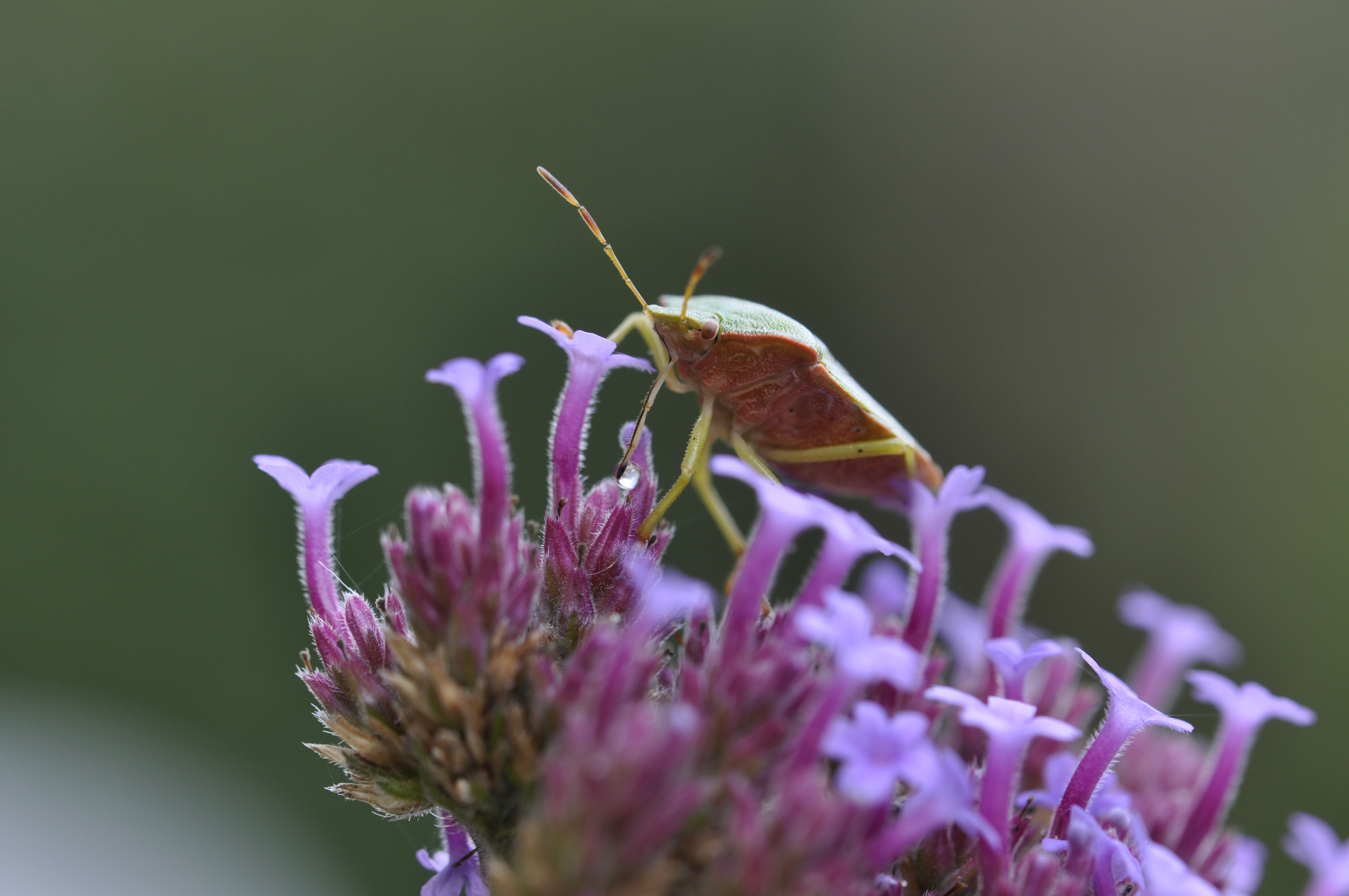 wants-met-druppels-sap-op-ijzerhard-0