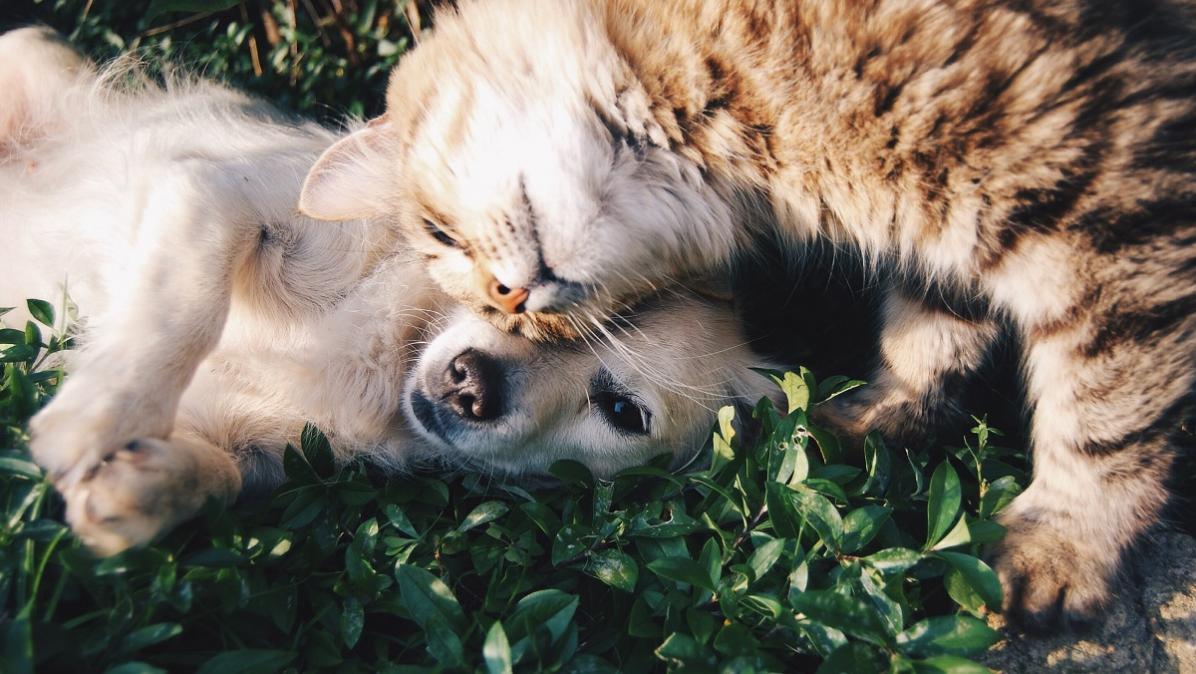 pet-tech-is-de-toekomst-van-huisdierverzorging-en-voeding