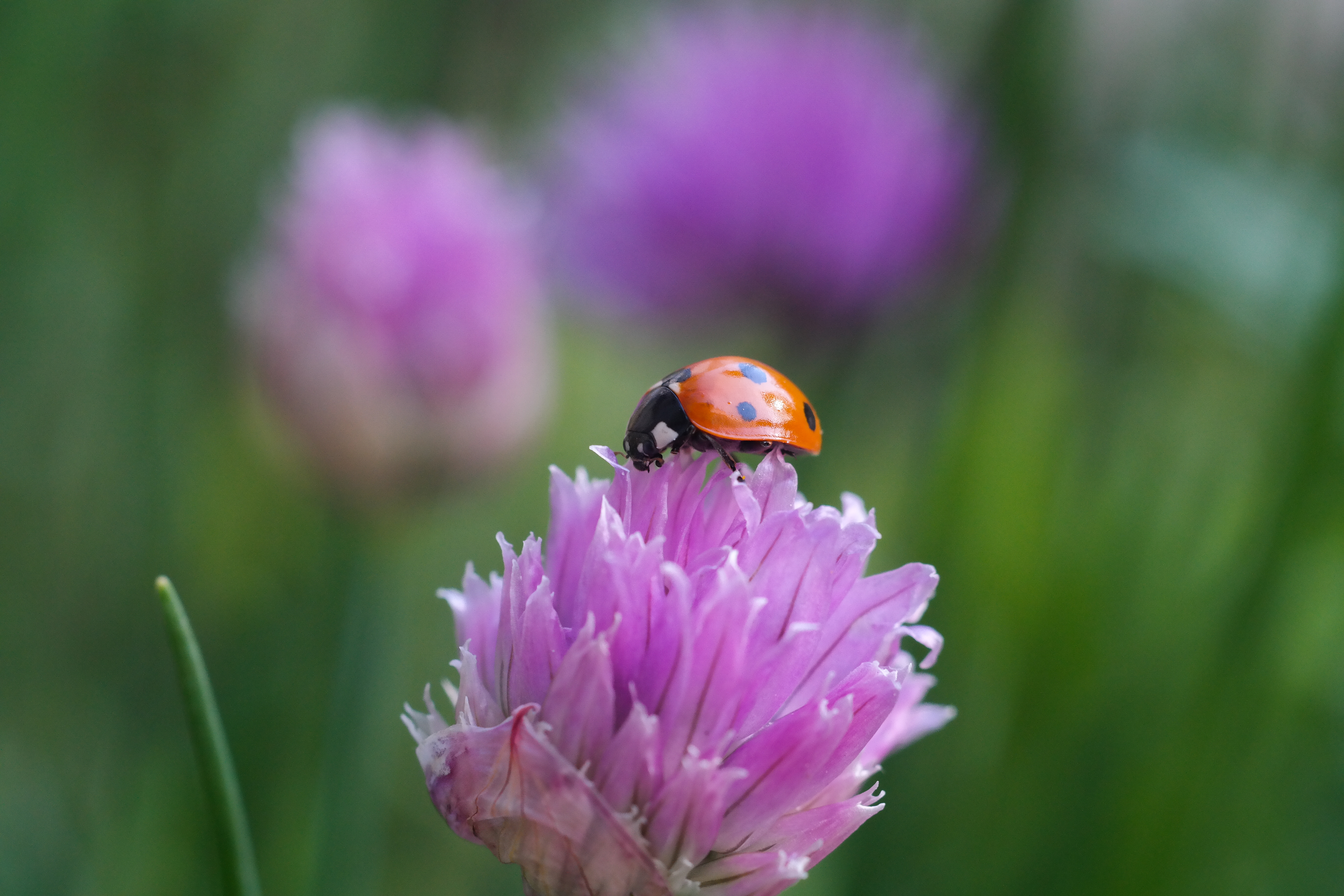 lady-bokeh-bug