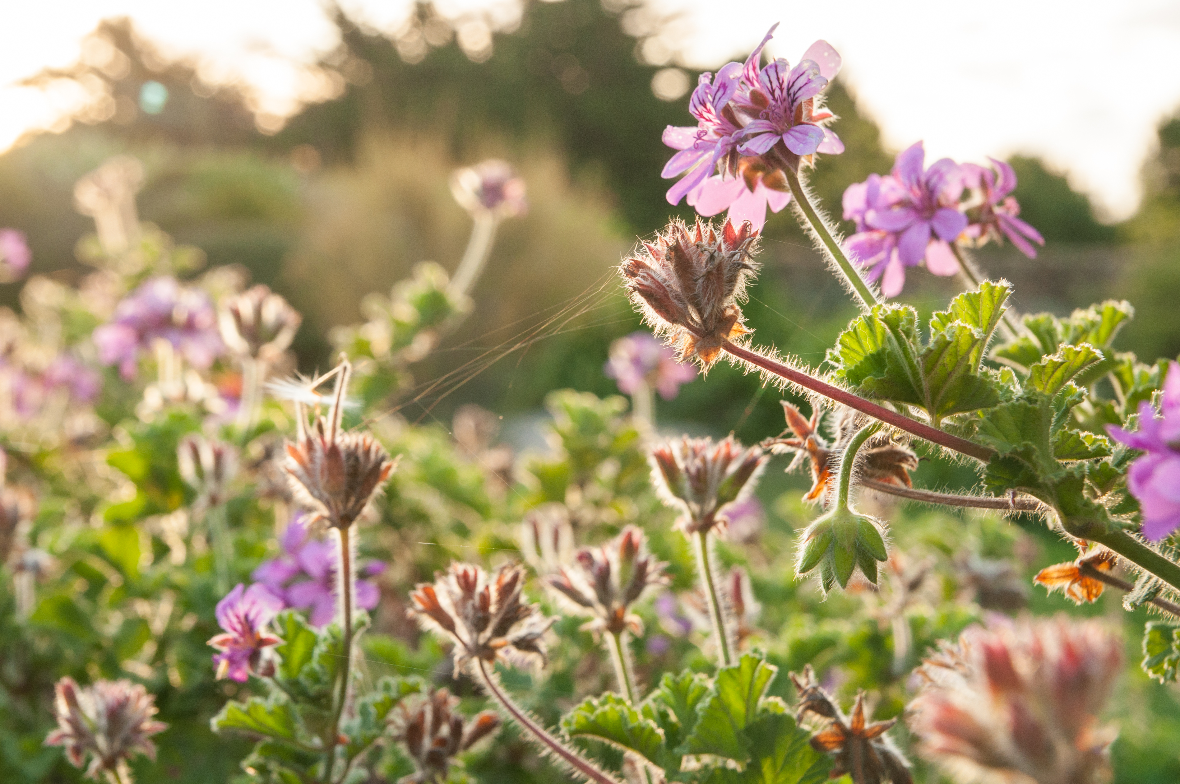 ochtend-op-ile-de-brehat