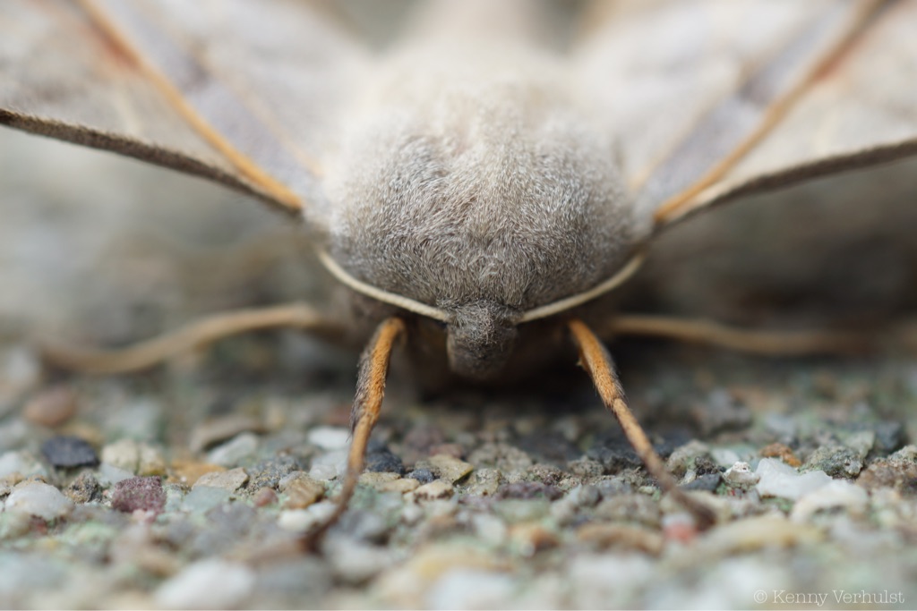 populierenpijlstaart