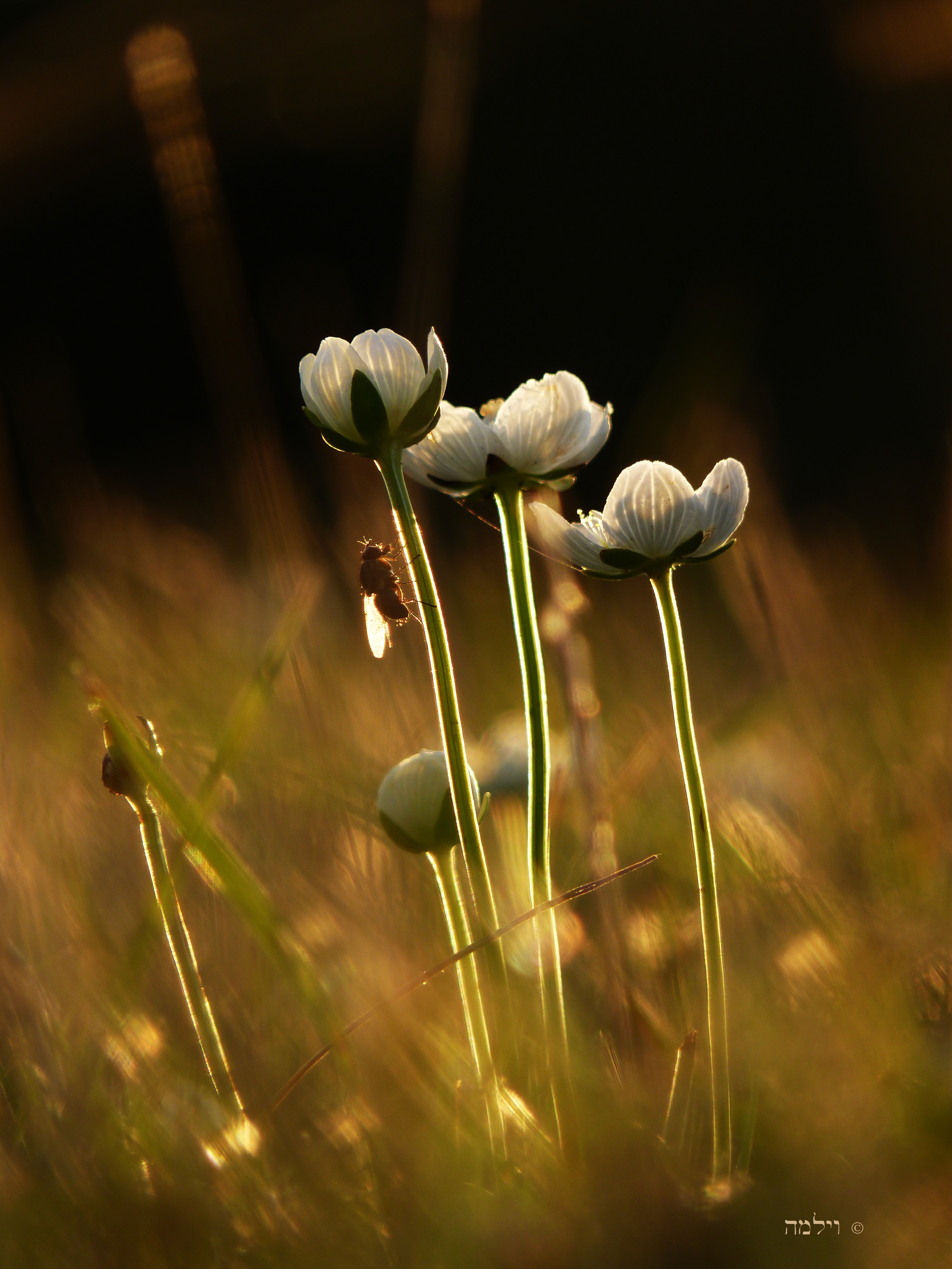 parnassia-met-vlieg-in-het-avondtegenlicht